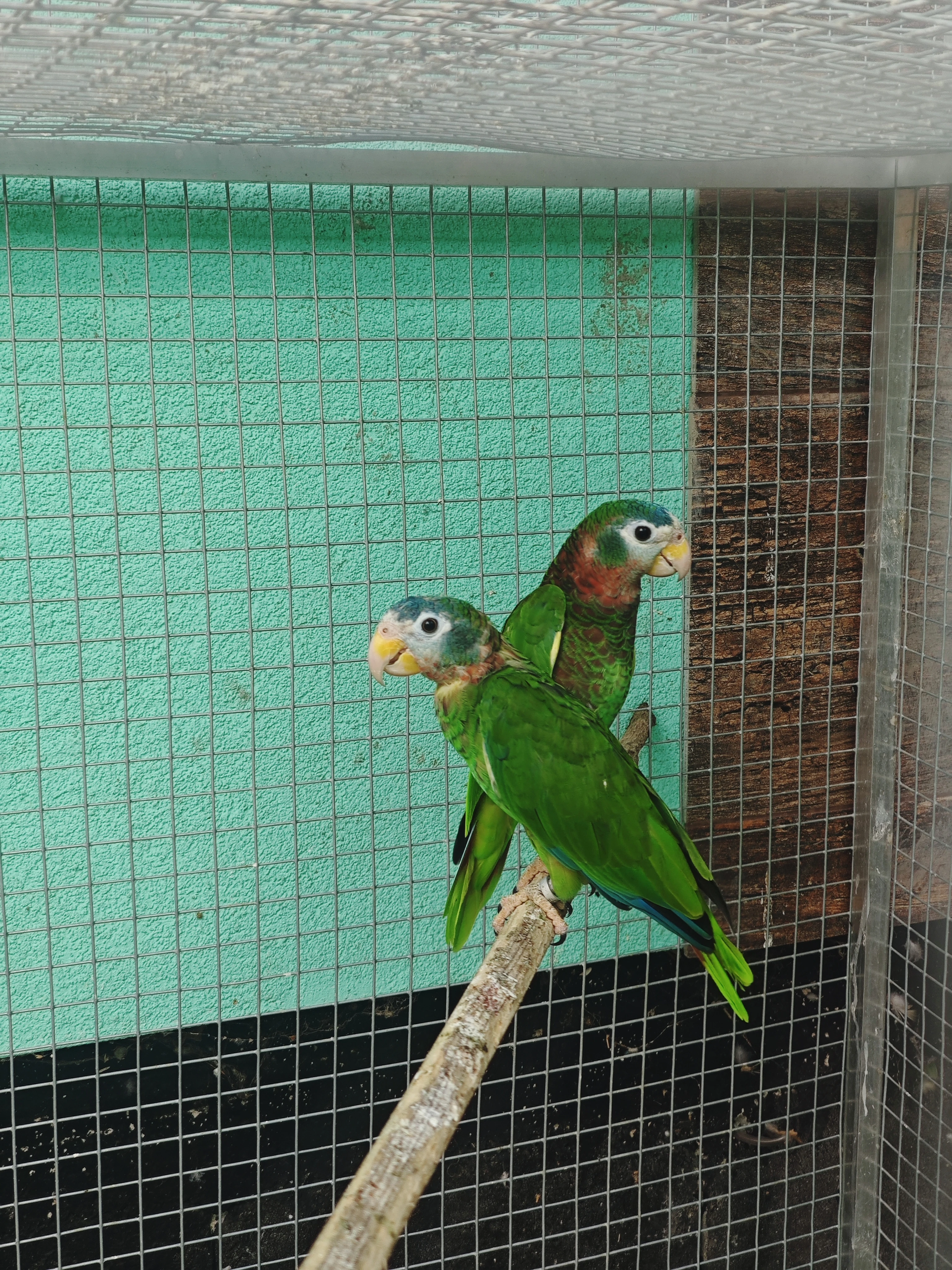 Amazoňan jamajský - Amazona collaria