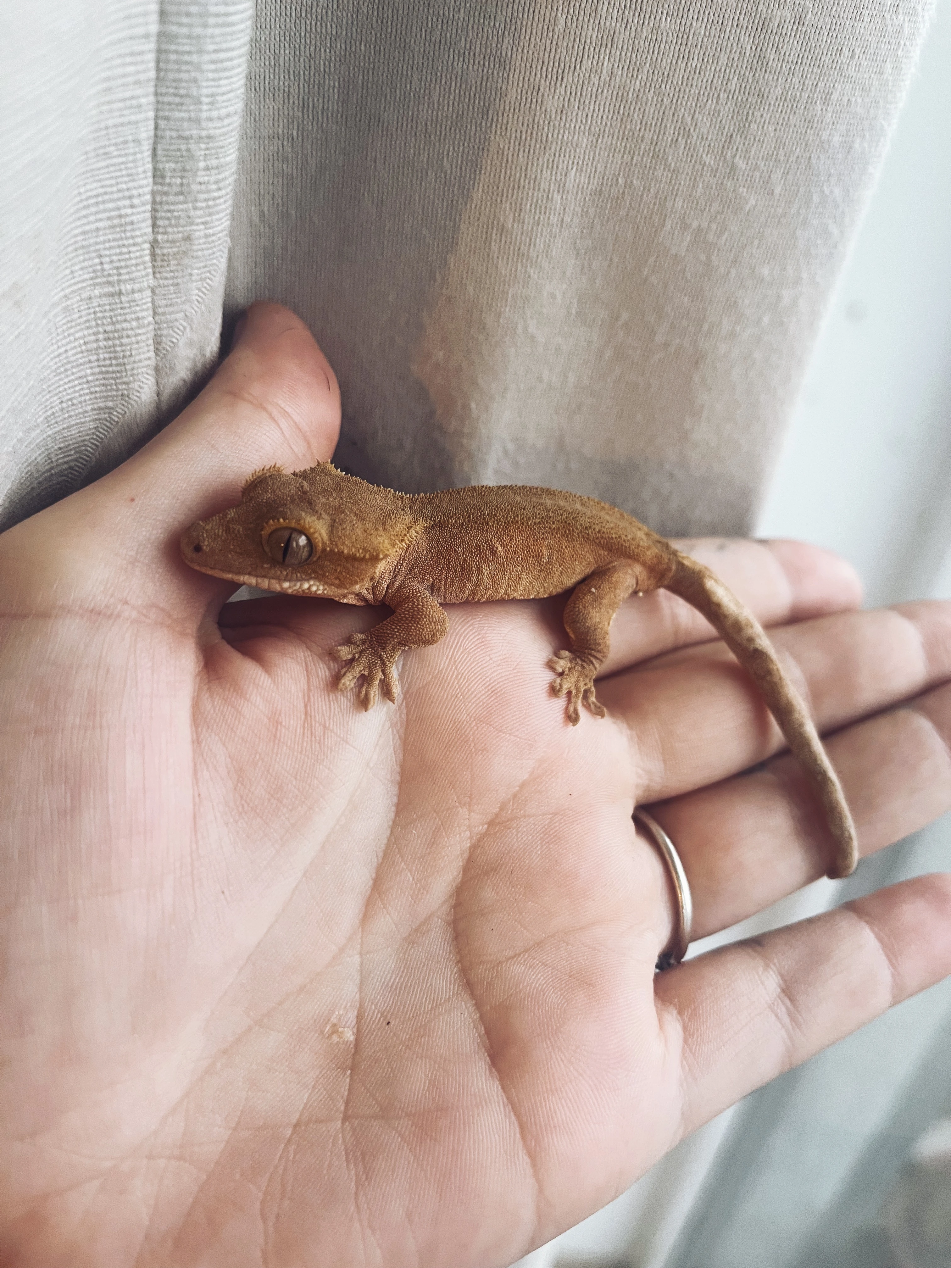 Odrostlá mláďata pagekonů řasnatých