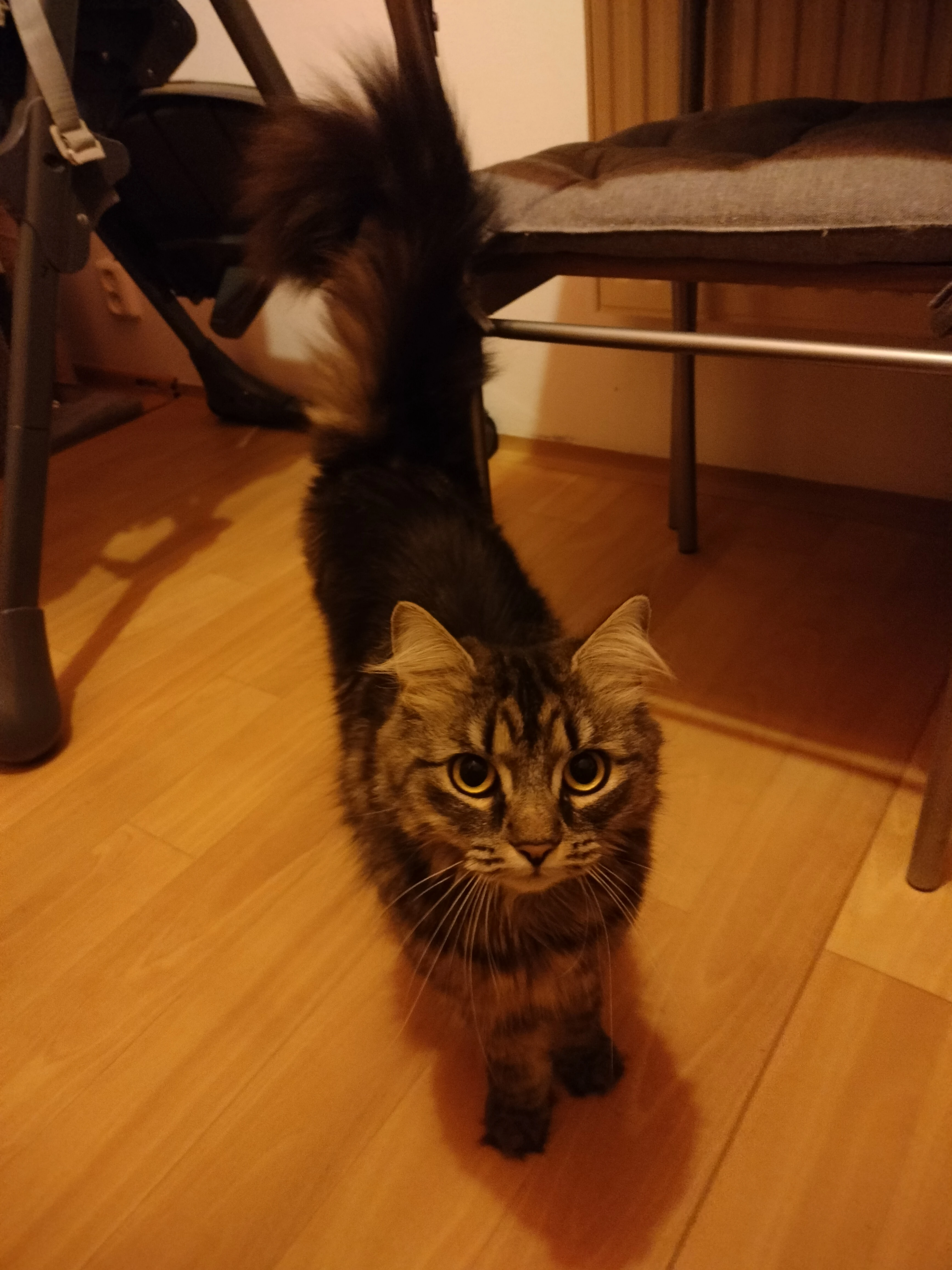 Darujeme naší kočičku do dobrých rukou