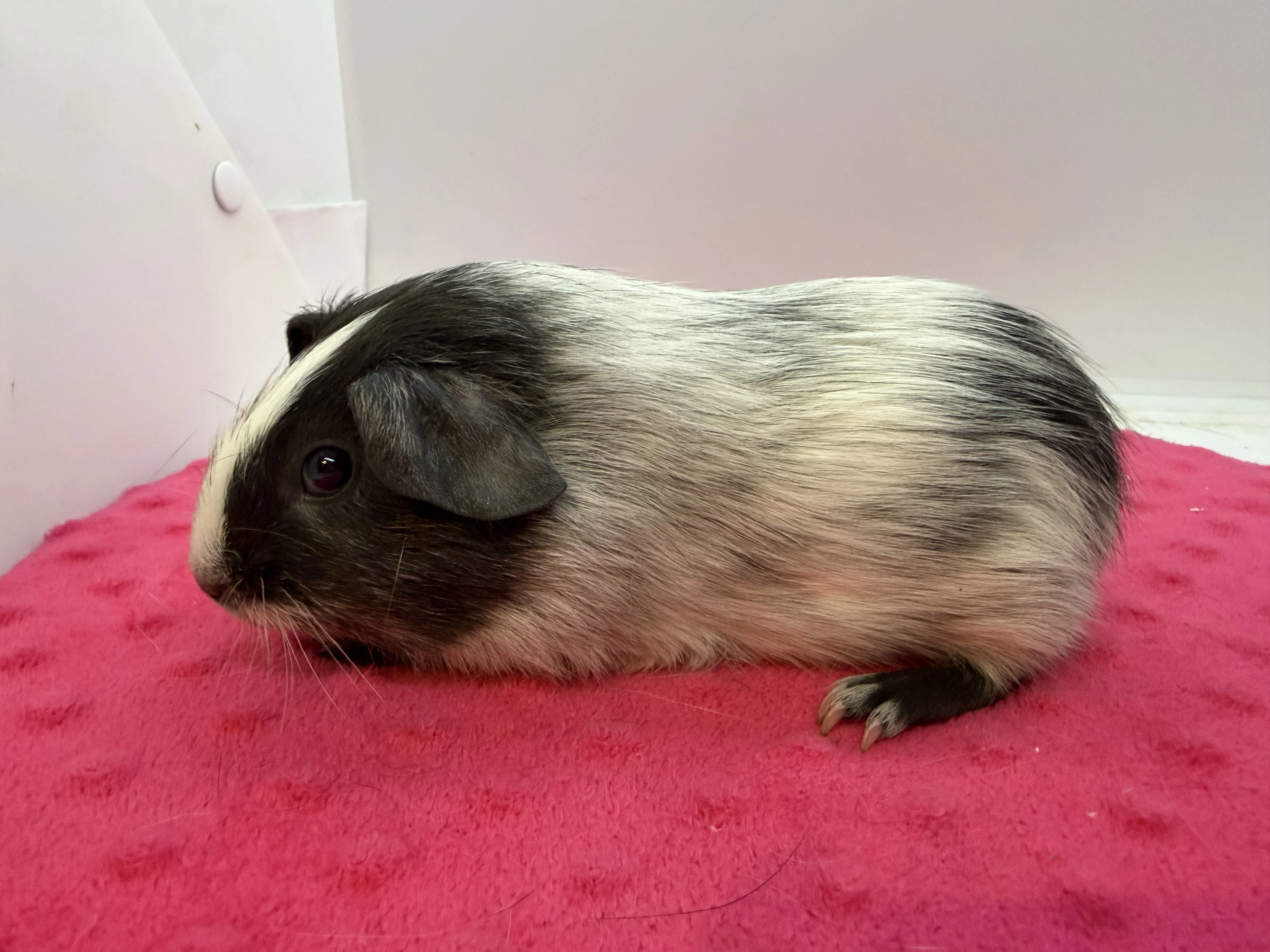 Morče hladke sameček dalmatin solid aguti blue/vanilla