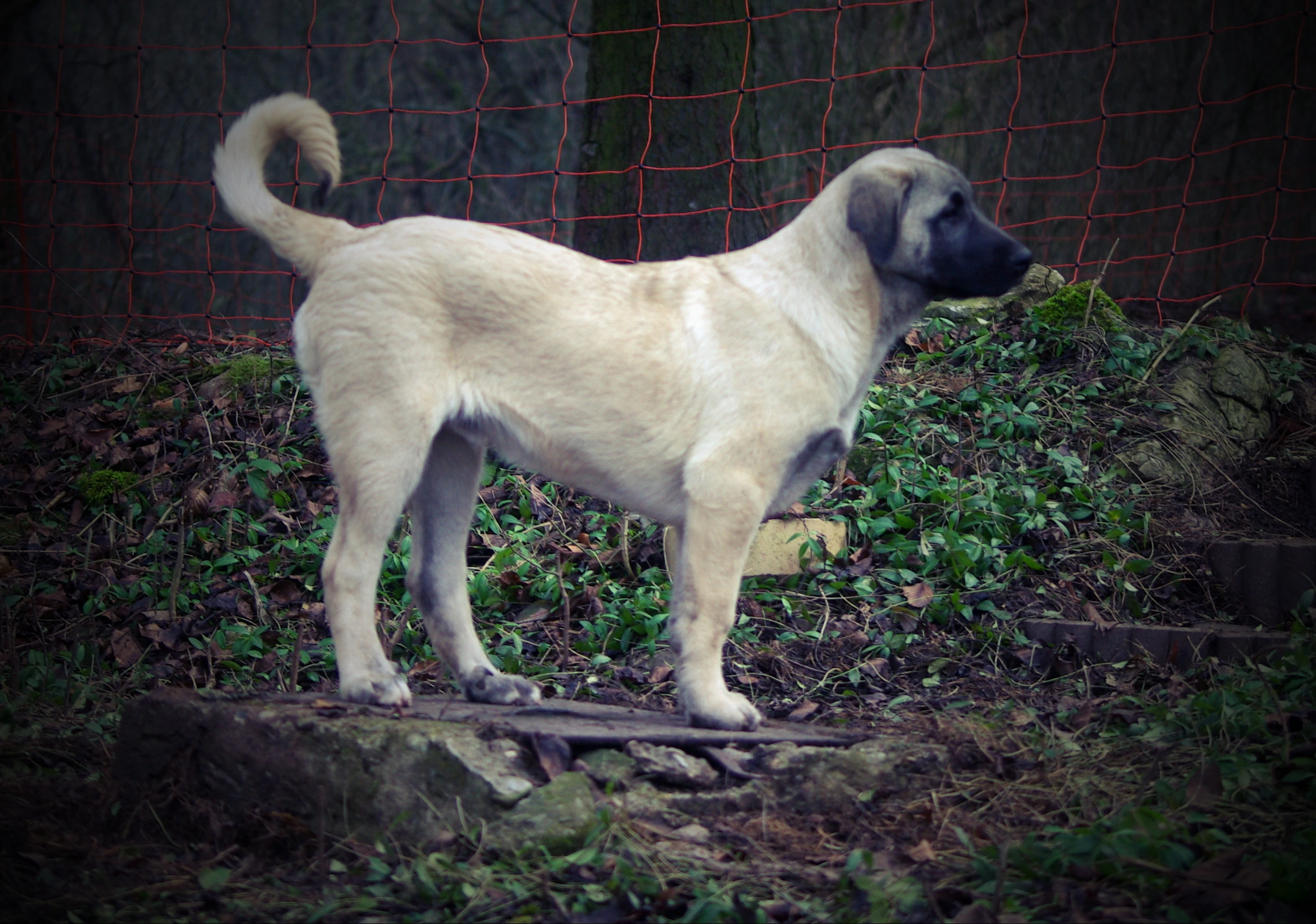 Kangal Çoban Köpegi - štěně