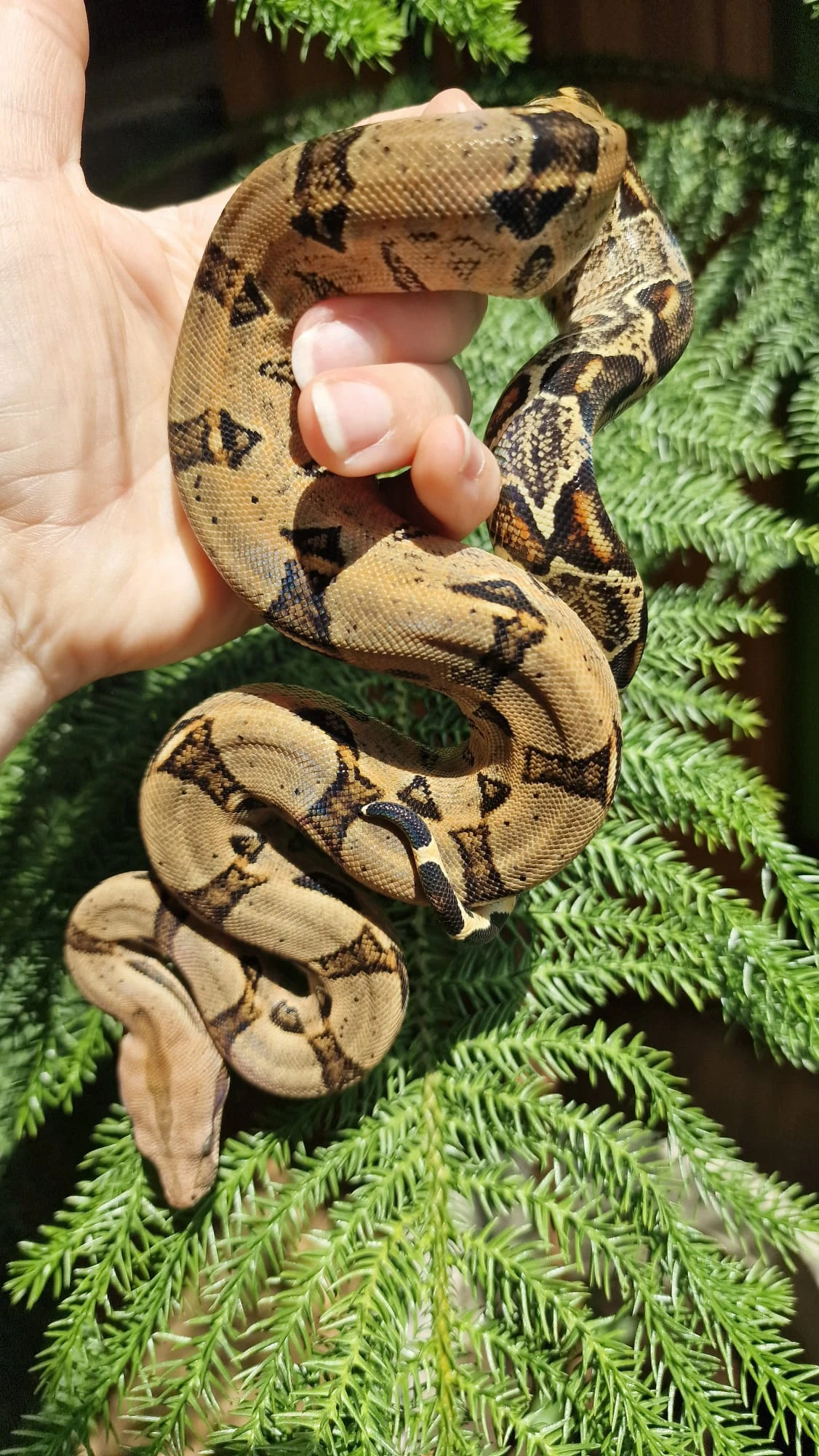 Boa constrictor imperator- Hroznýš kralovsky