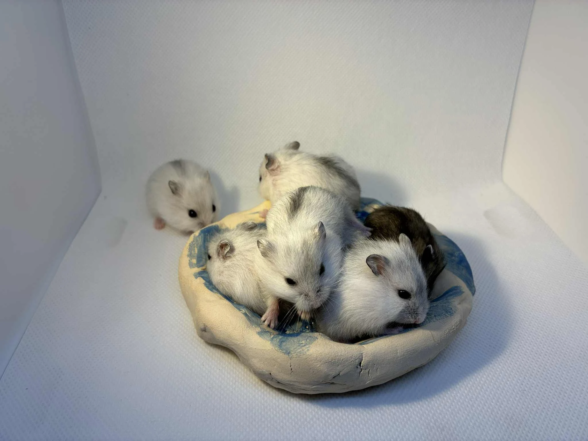 Křečík džungarský – mláďata s PP  CHS Roklinka