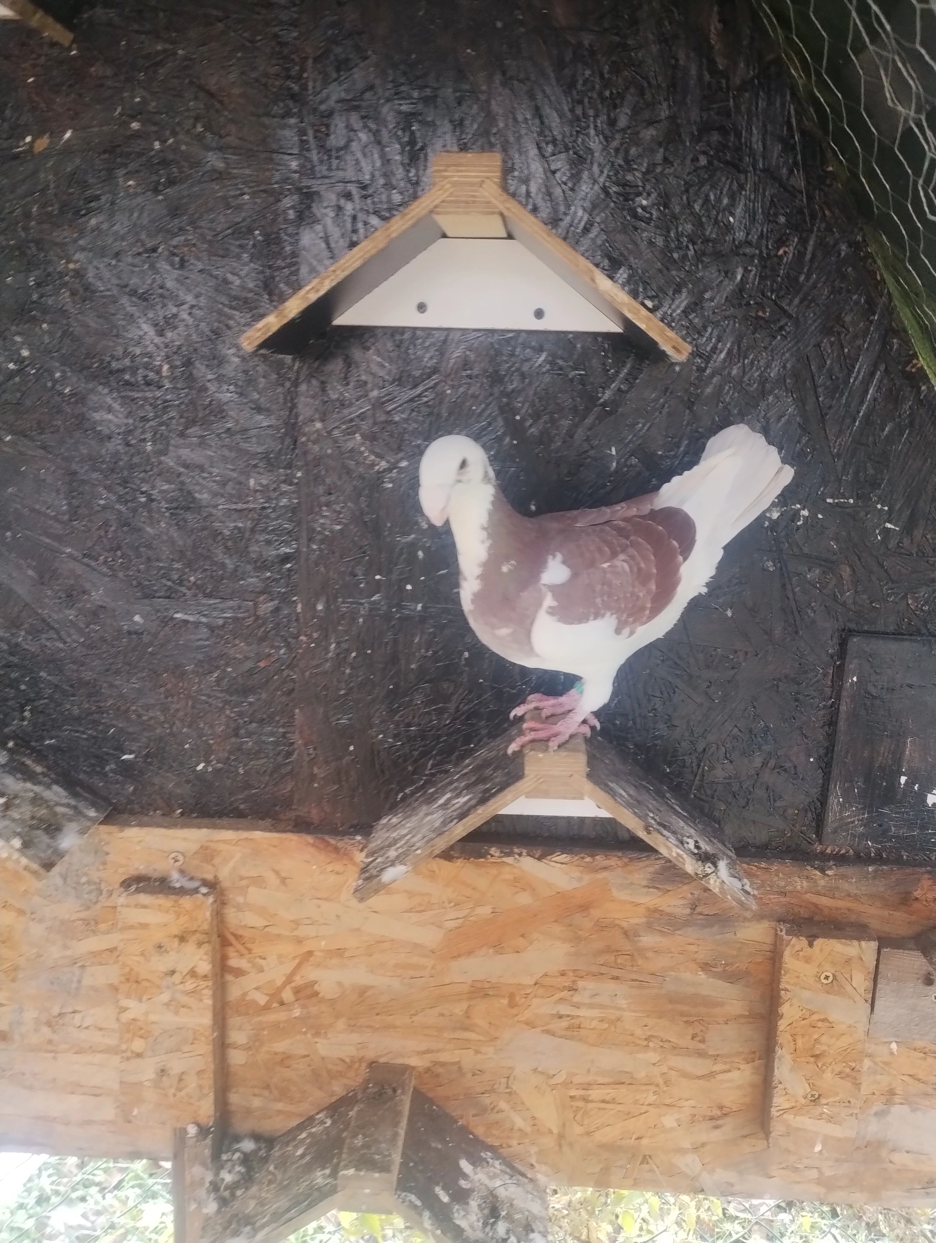 Německý výstavní Holub