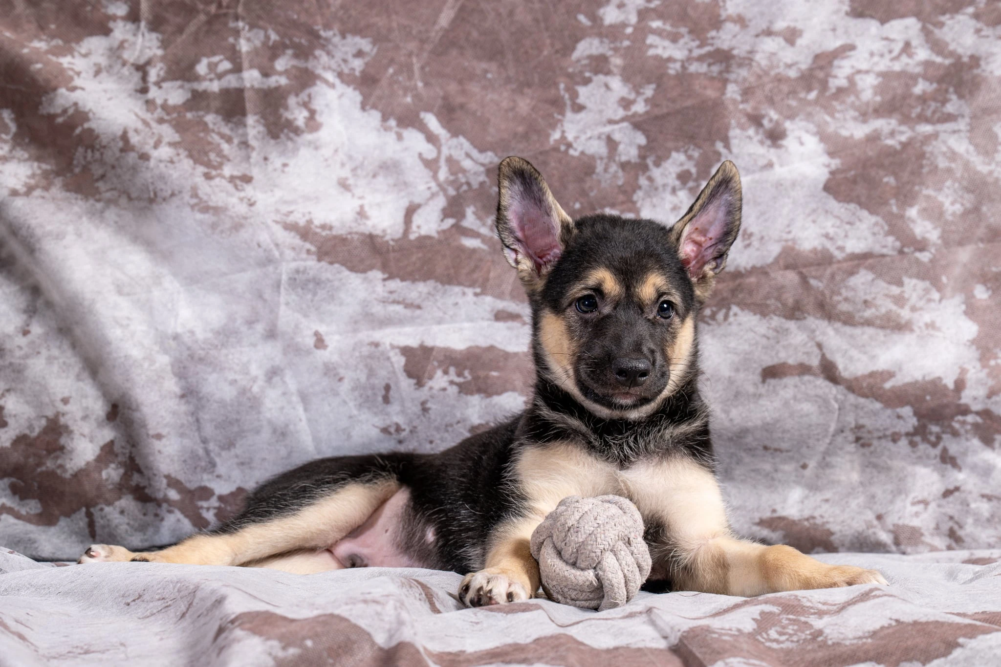 Peruánský naháč - osrstěný pejsek