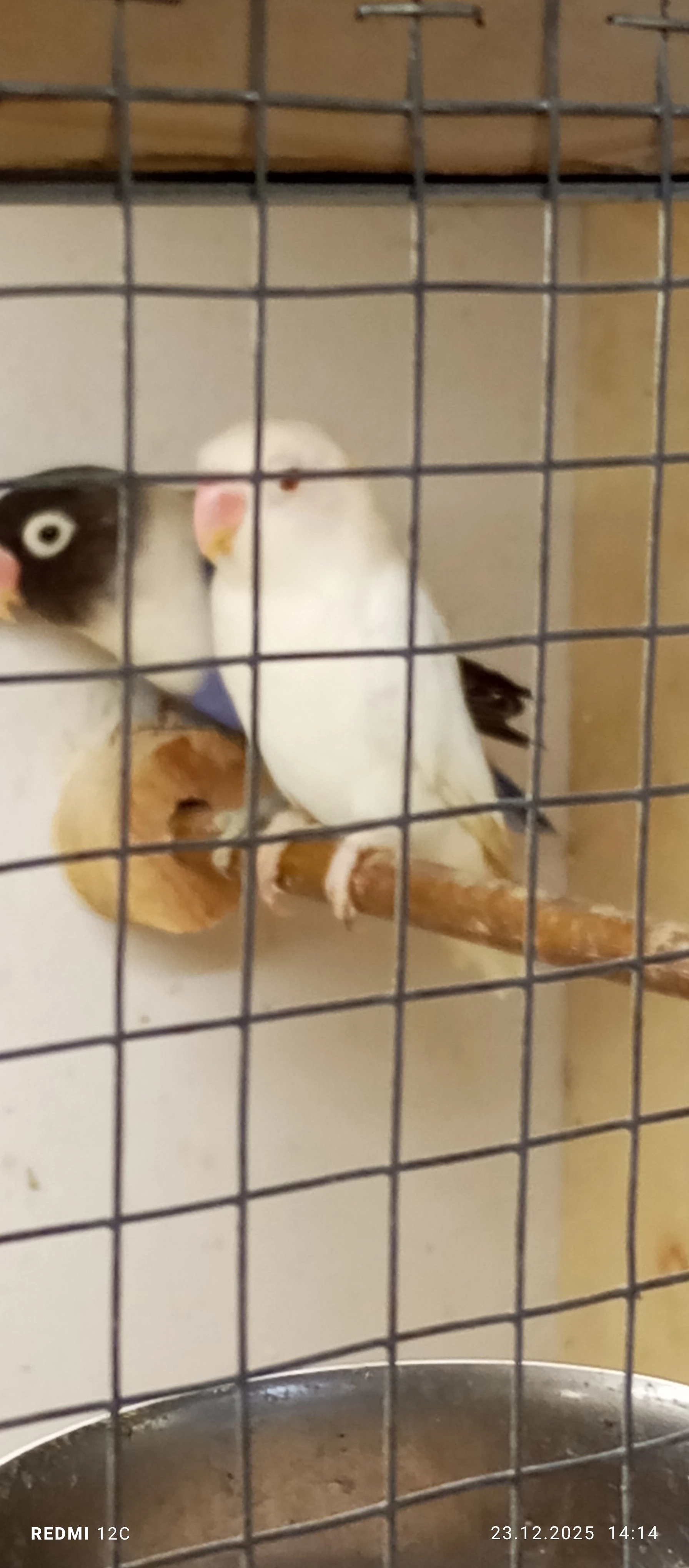 Agapornis skraboskovy