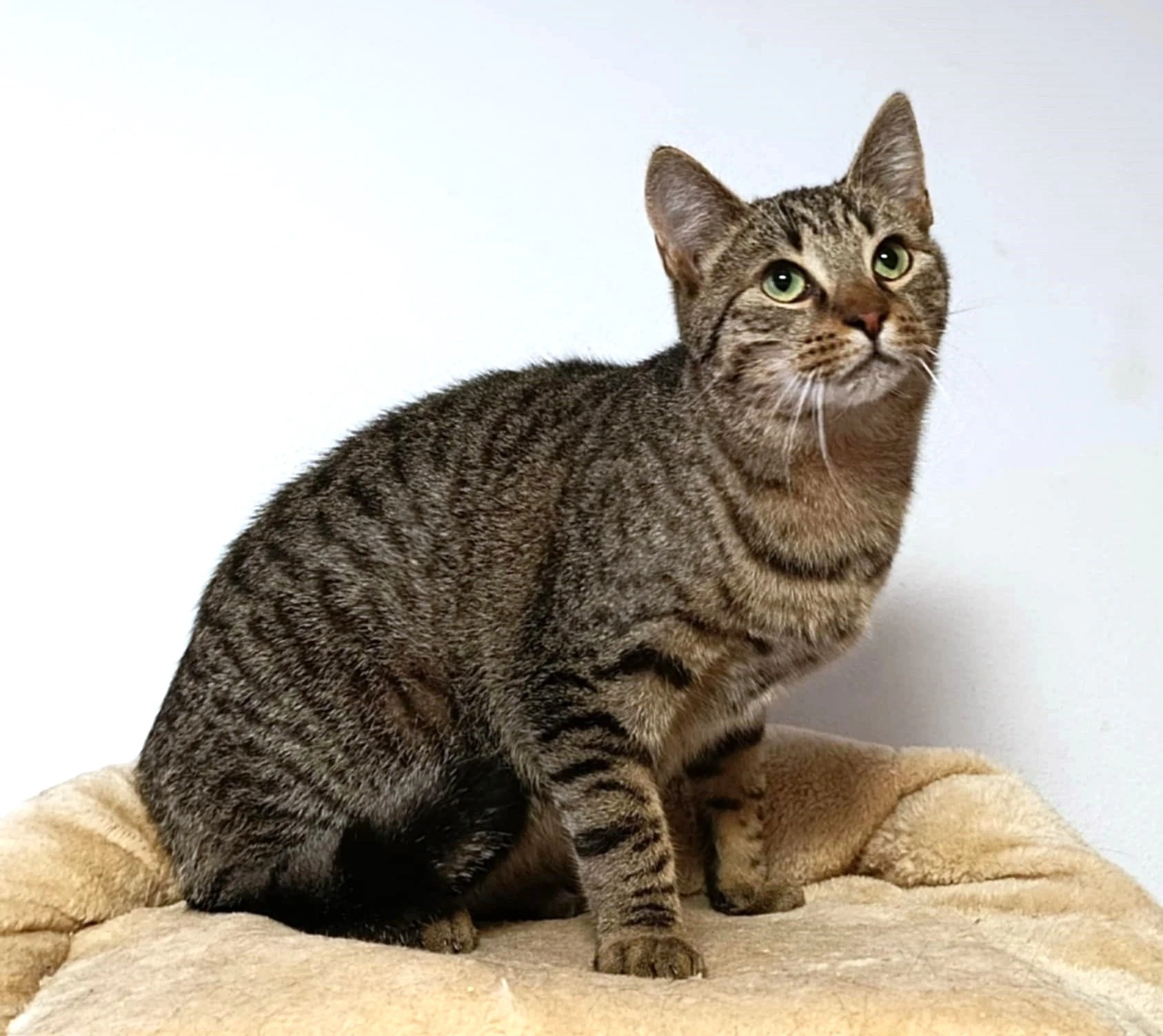 Kocourek Indi hledá nový domov