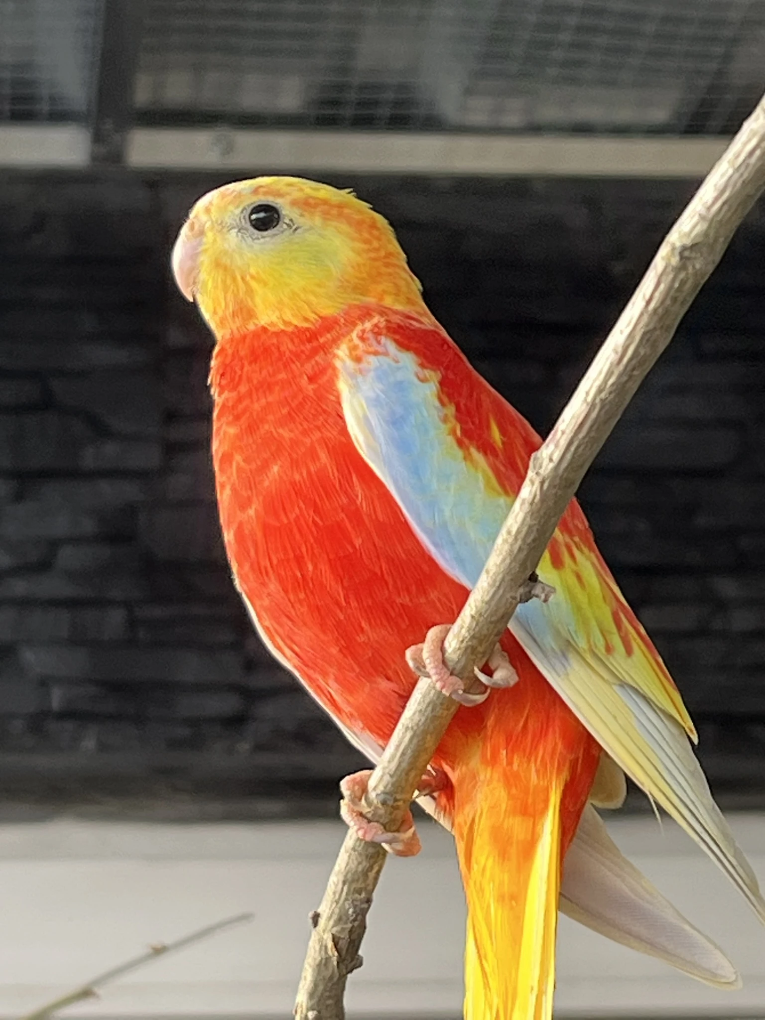 Neofema tyrkysová- rudoprsá opalín 1.1 koupím