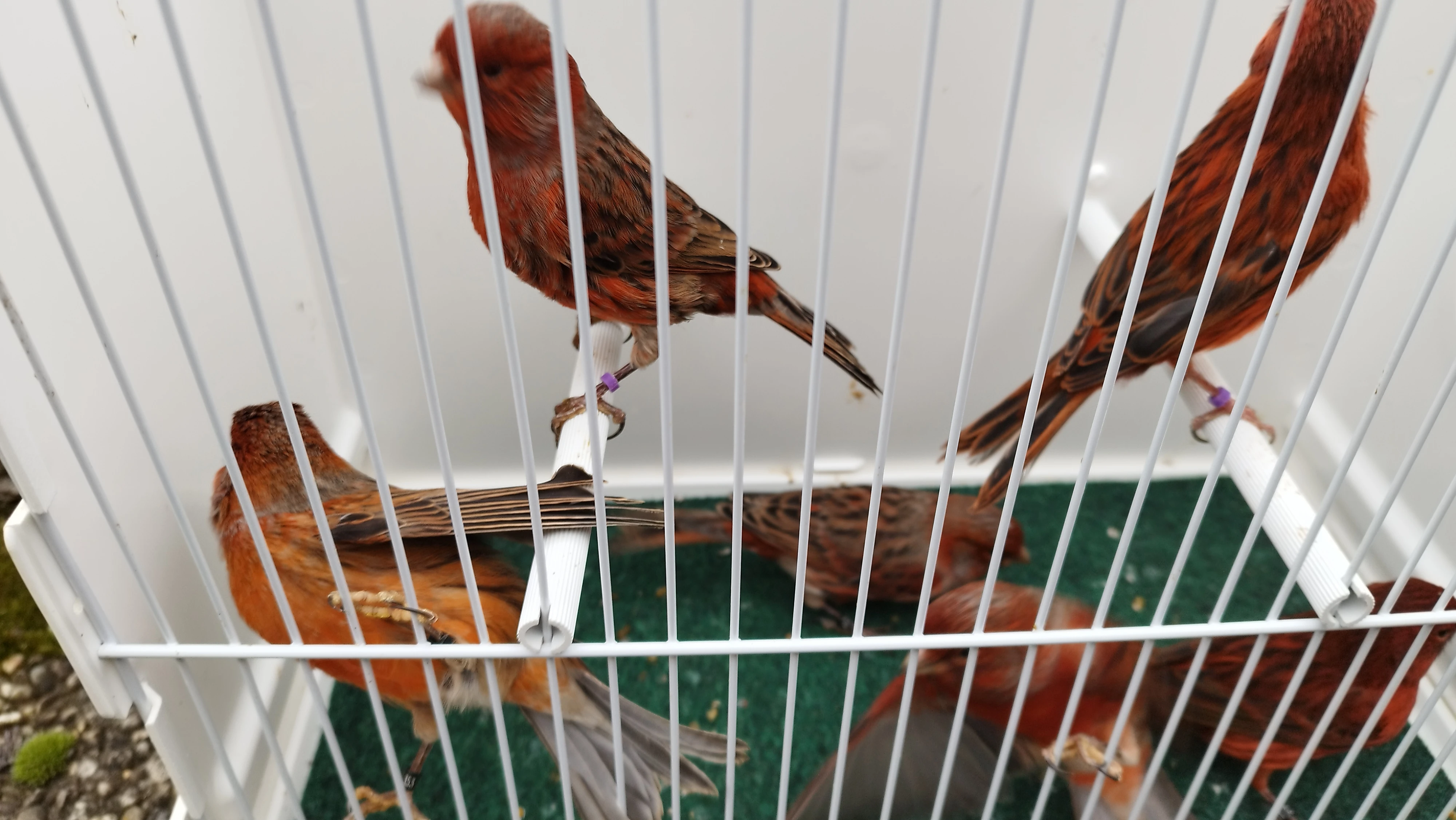 Červenočerný achát