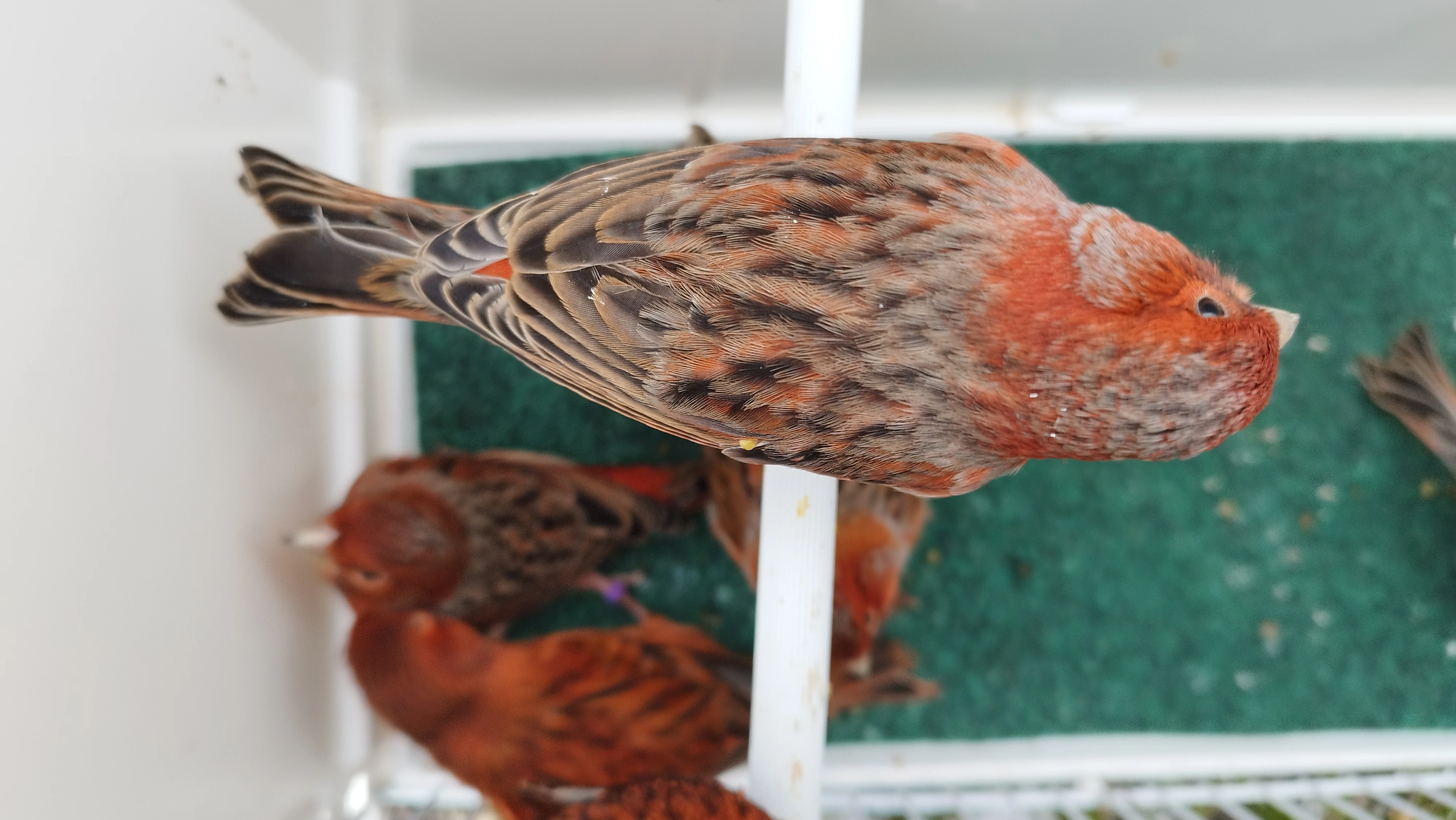 Červenočerný achát