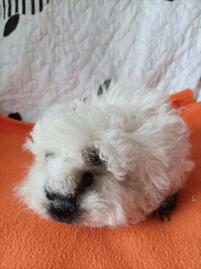 Morče,morčata Peruánec-Lunkarya z Registrované CHS