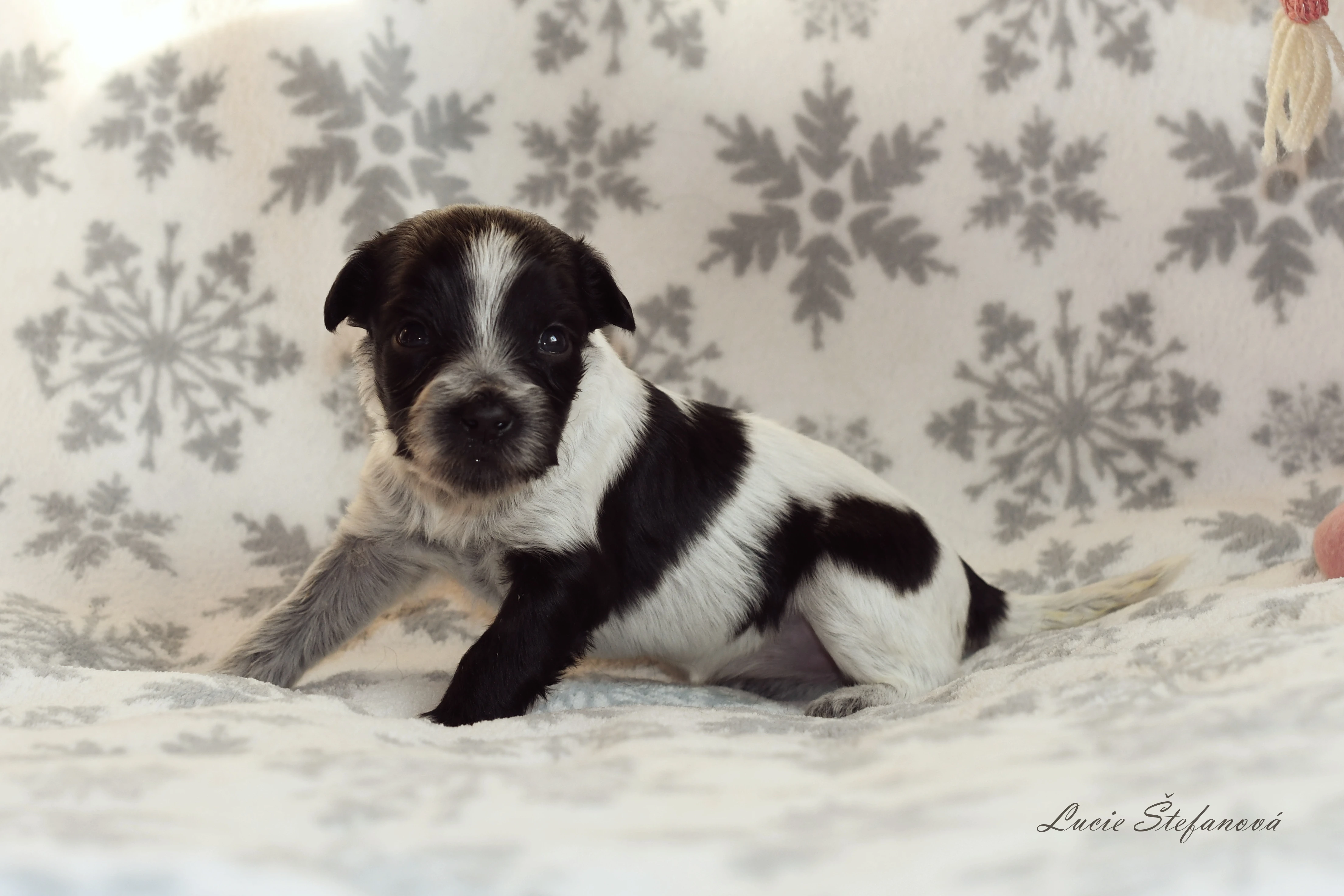 Štěňata Holandského ovčáckého pudla s PP