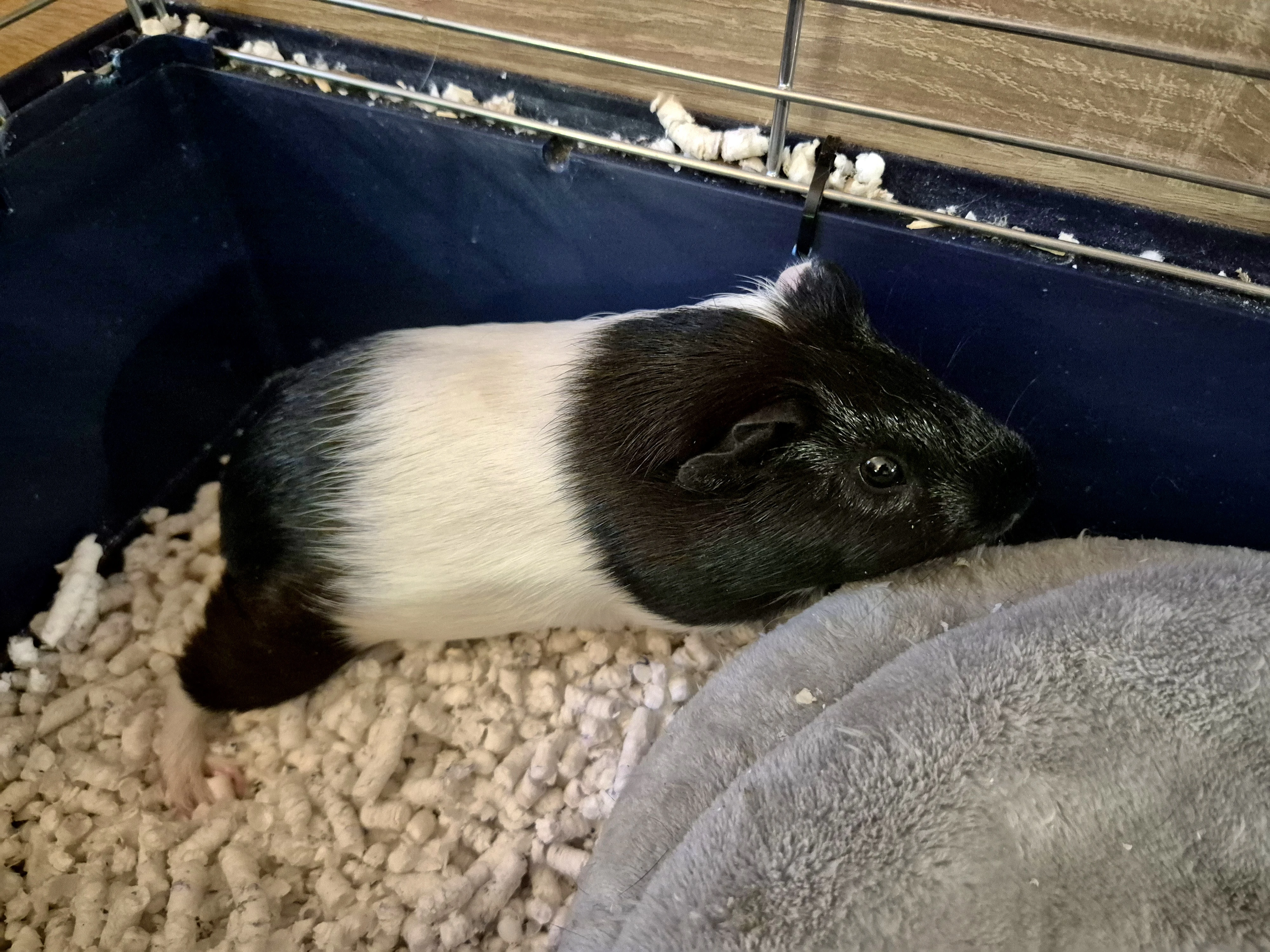 Morčátka i s klecí a vybavením