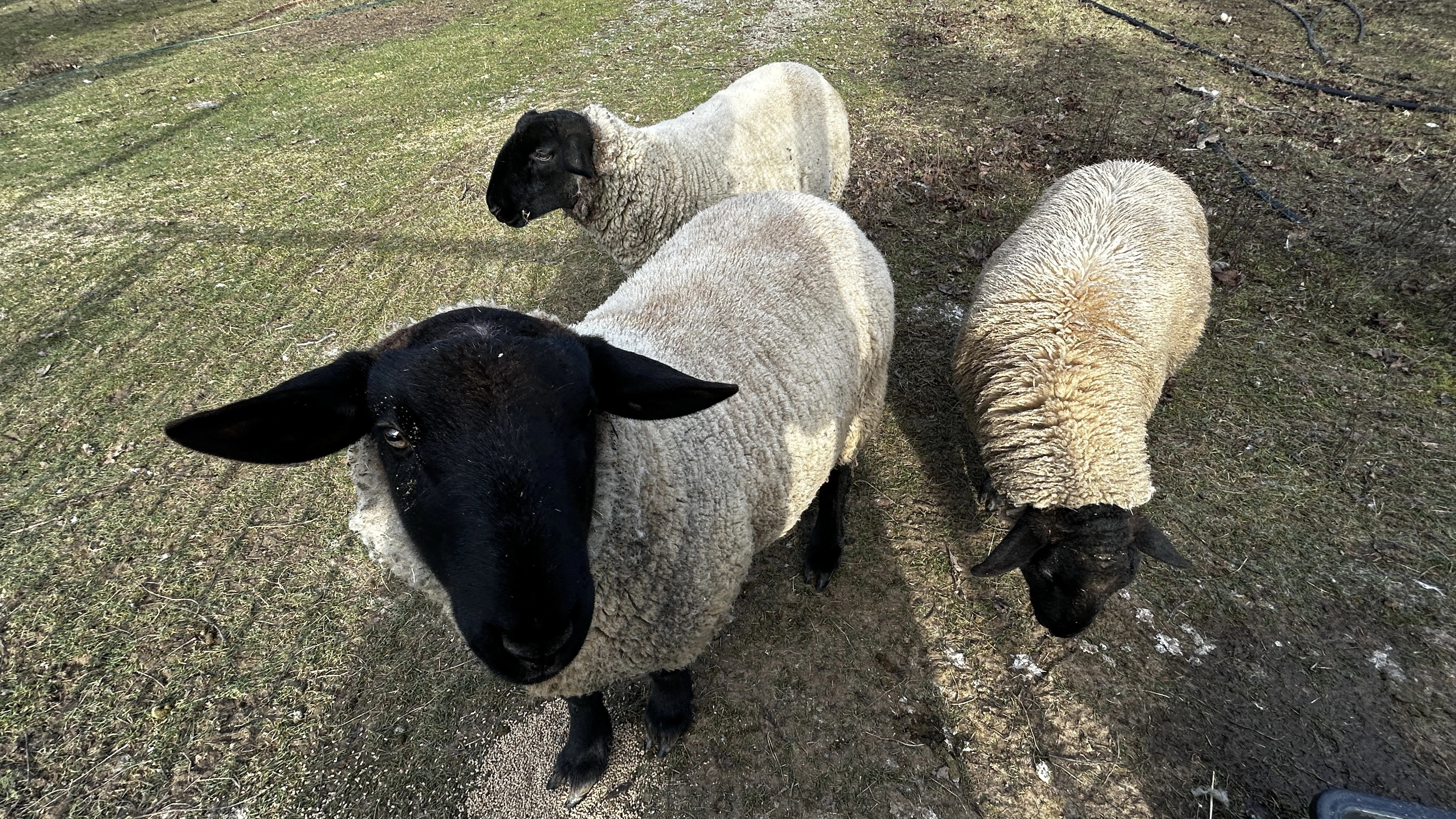 Prodám berana, ovci