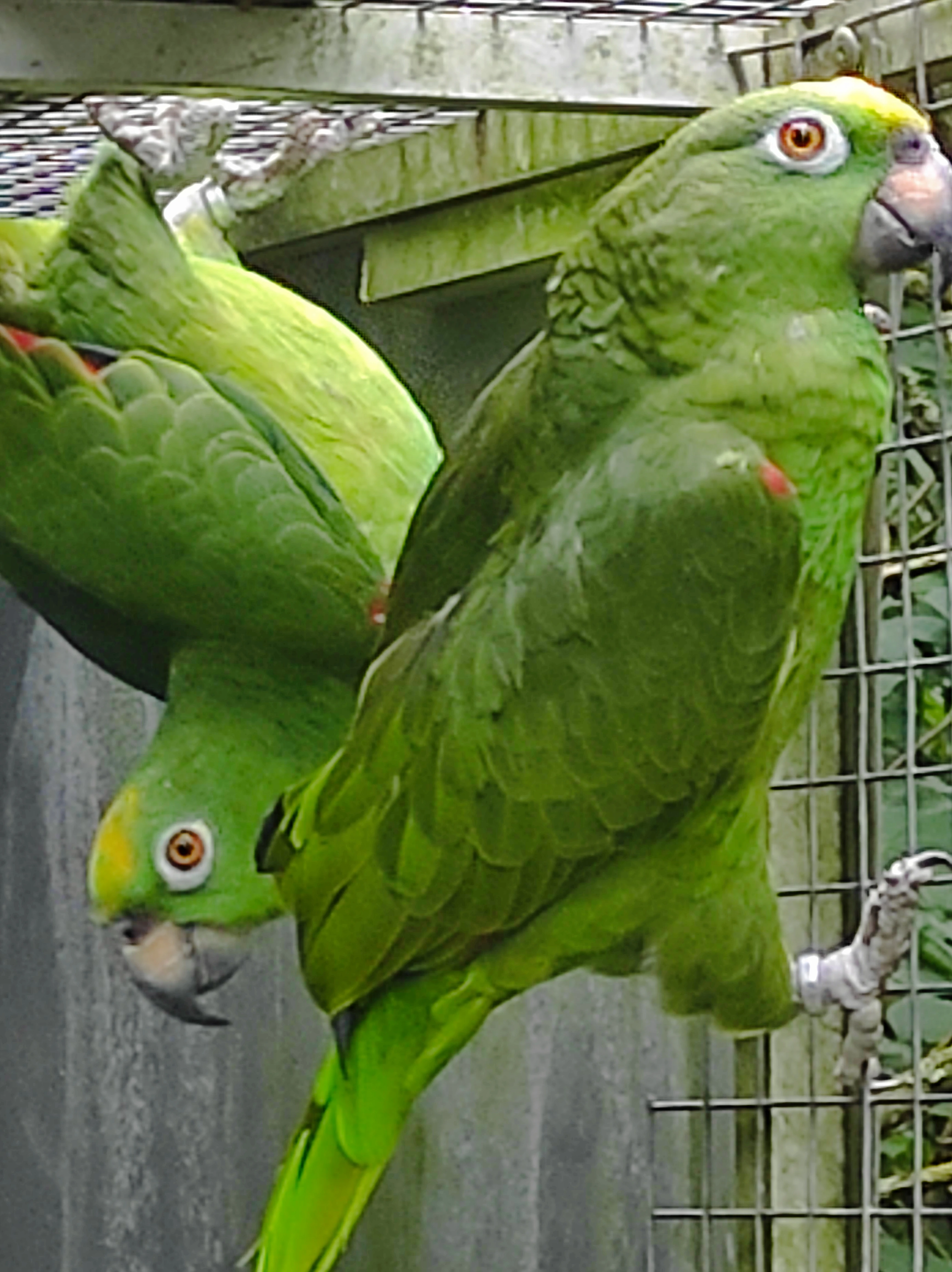 Amazoňan surinamský