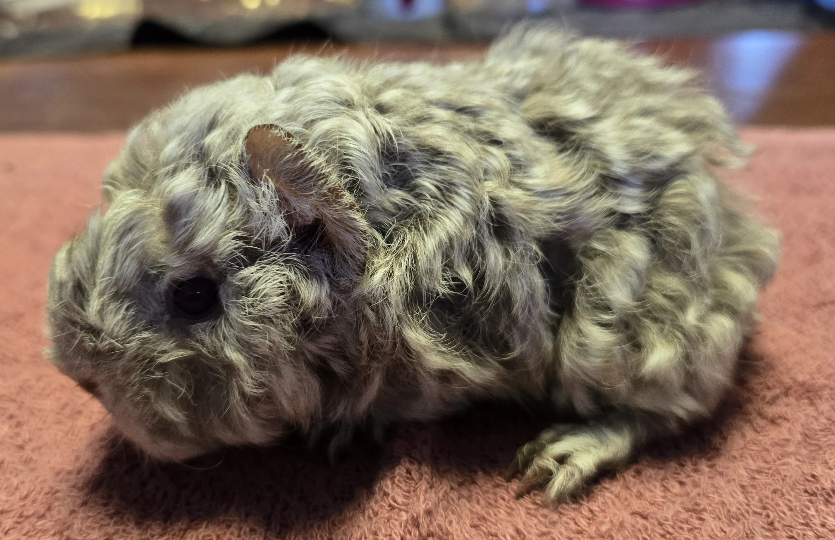 Prodám dlouhosrstá morčata peruánce a lunkarye