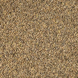 Lesknici, oves nahý, proso žluté a zelené , hrách.