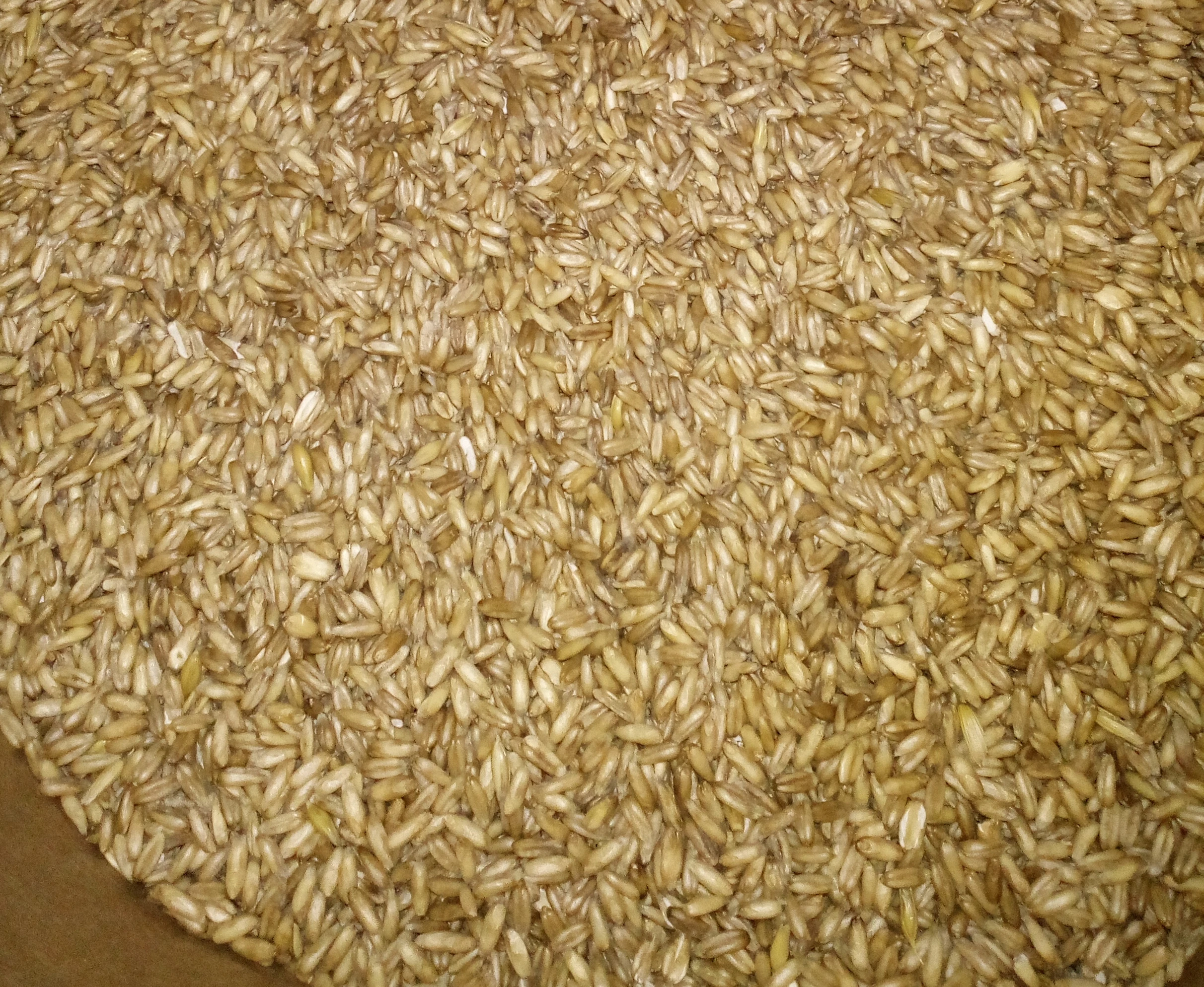 Lesknici, oves nahý, proso žluté a zelené , hrách.