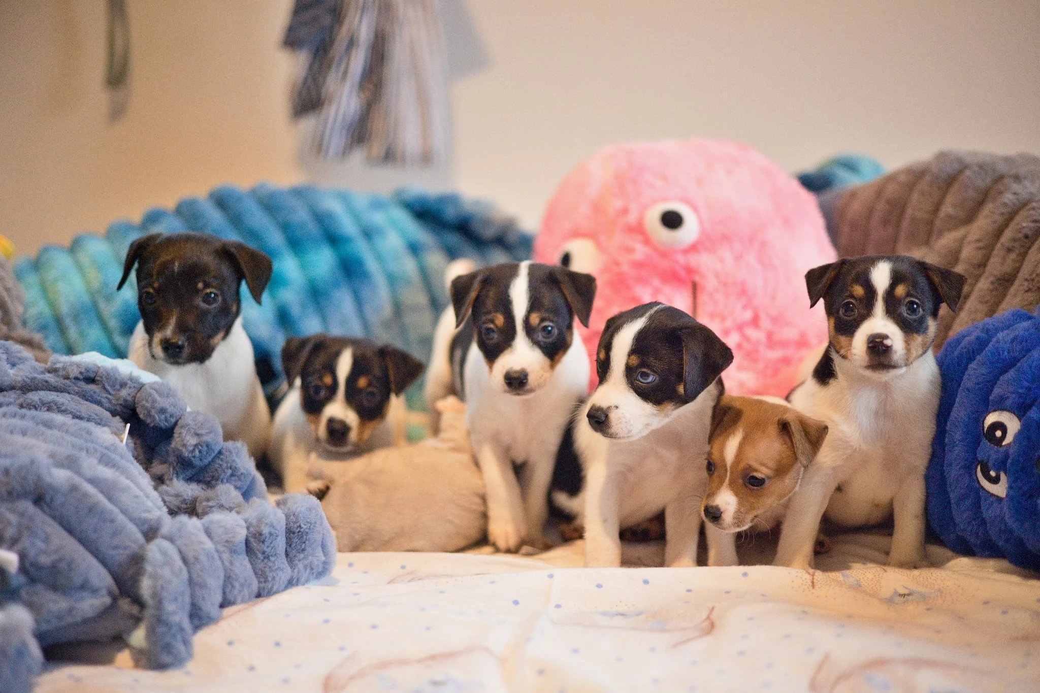 Dánsko-švédský farmařský pes