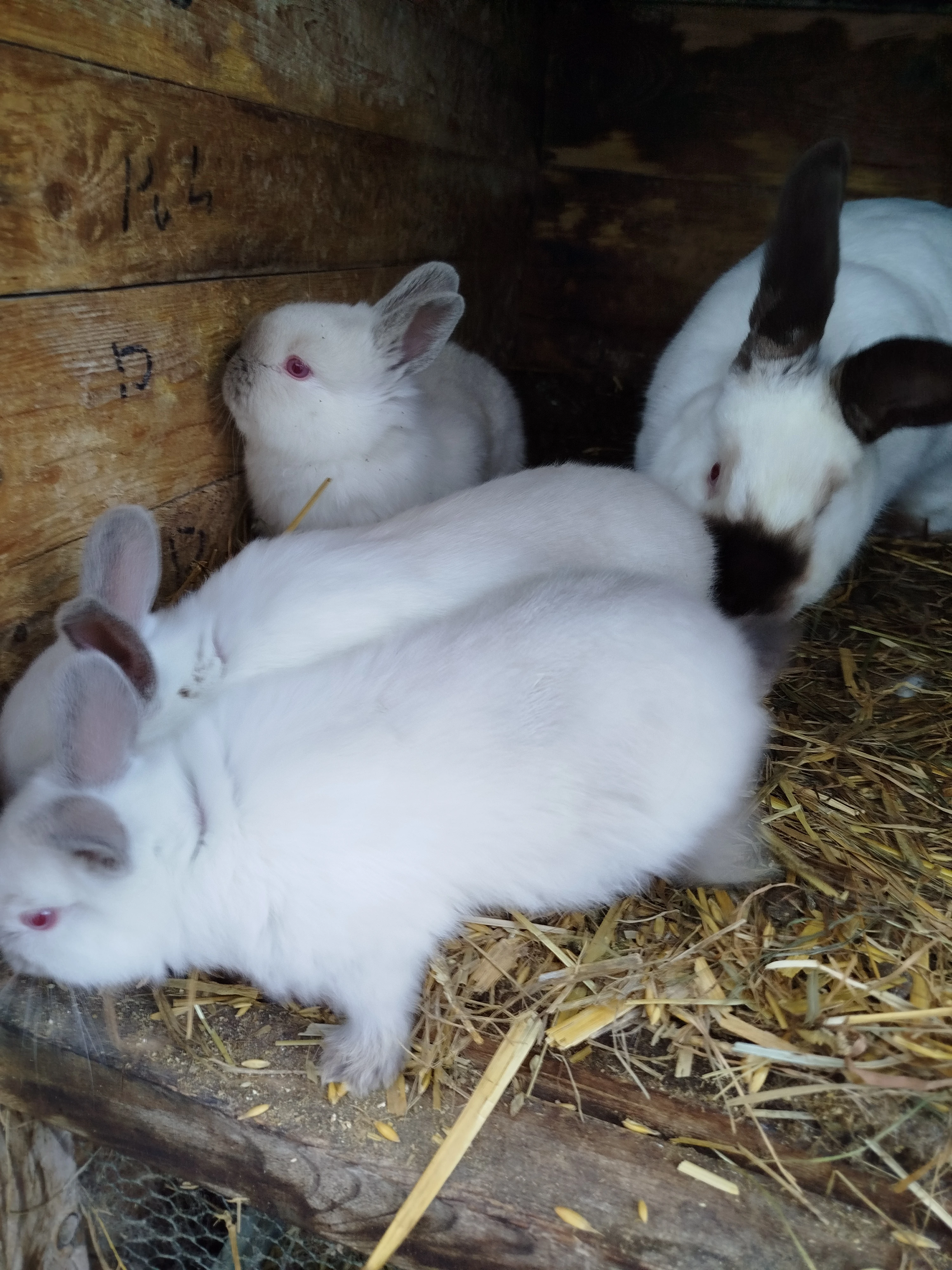 Kal Hav a kříženci