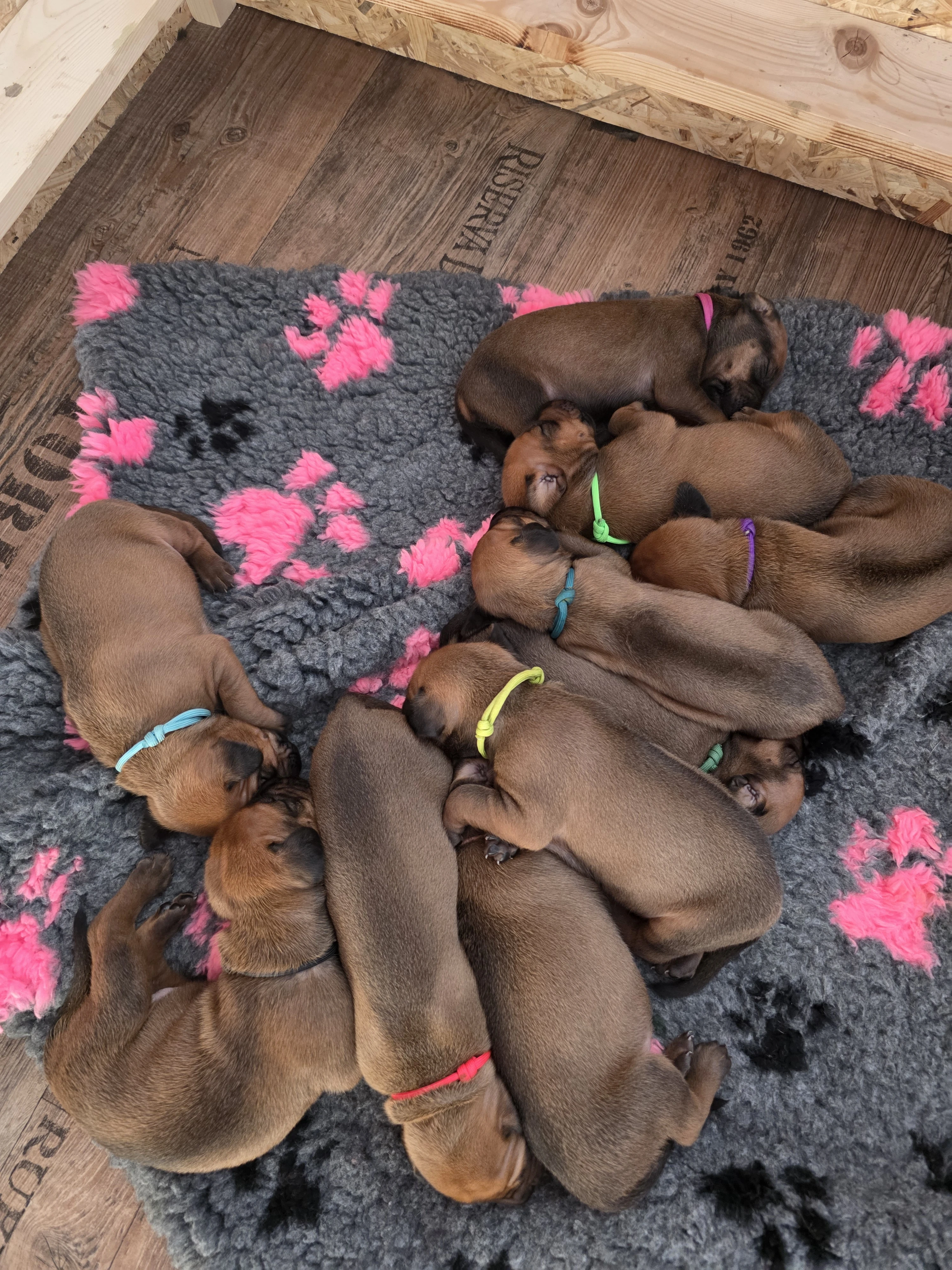 Zadám štěňátka s PP