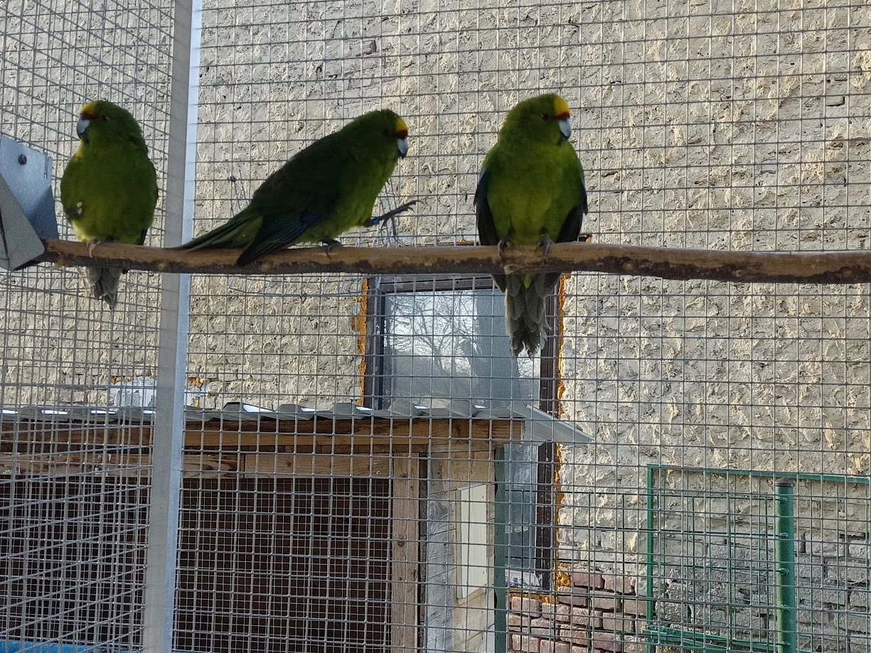 Kakariki žlutočelý