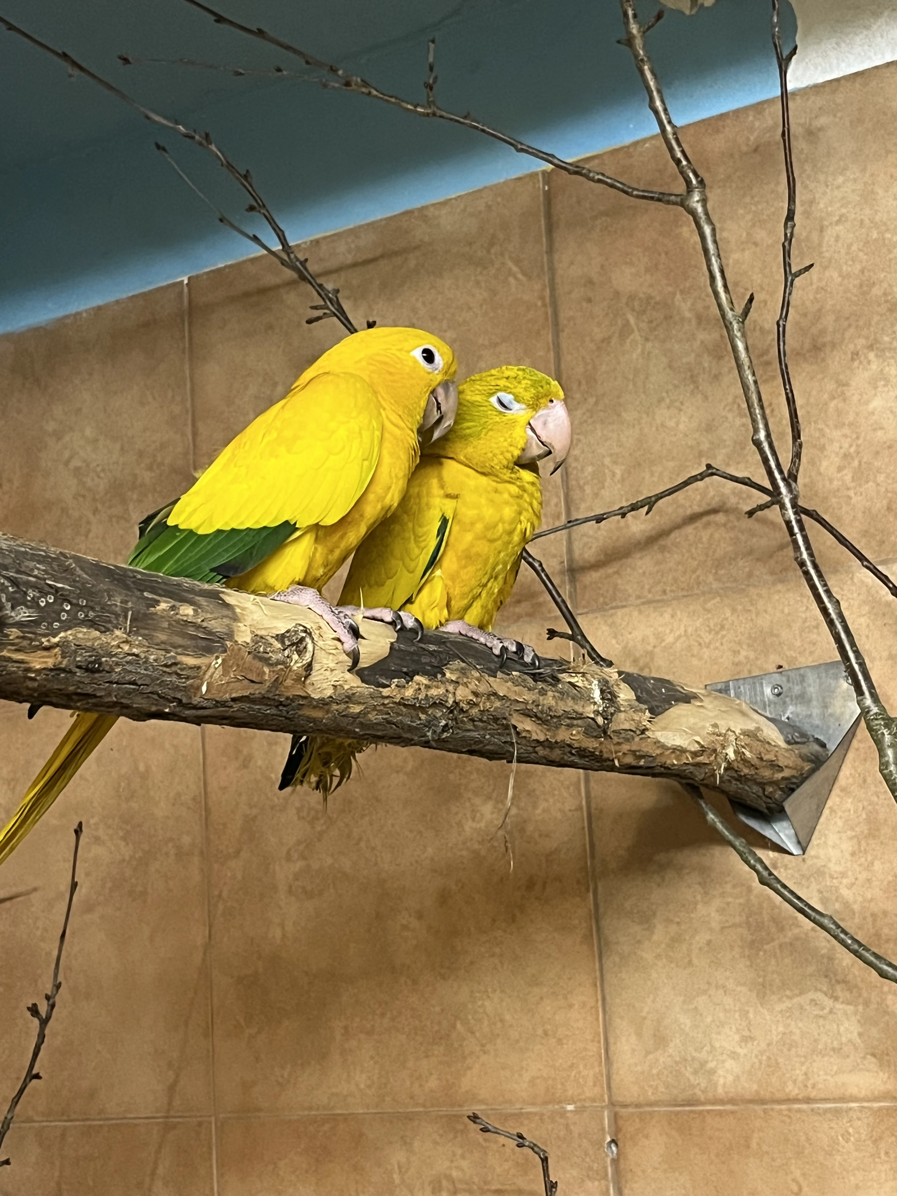 Prodám pár Guarouba guarouba