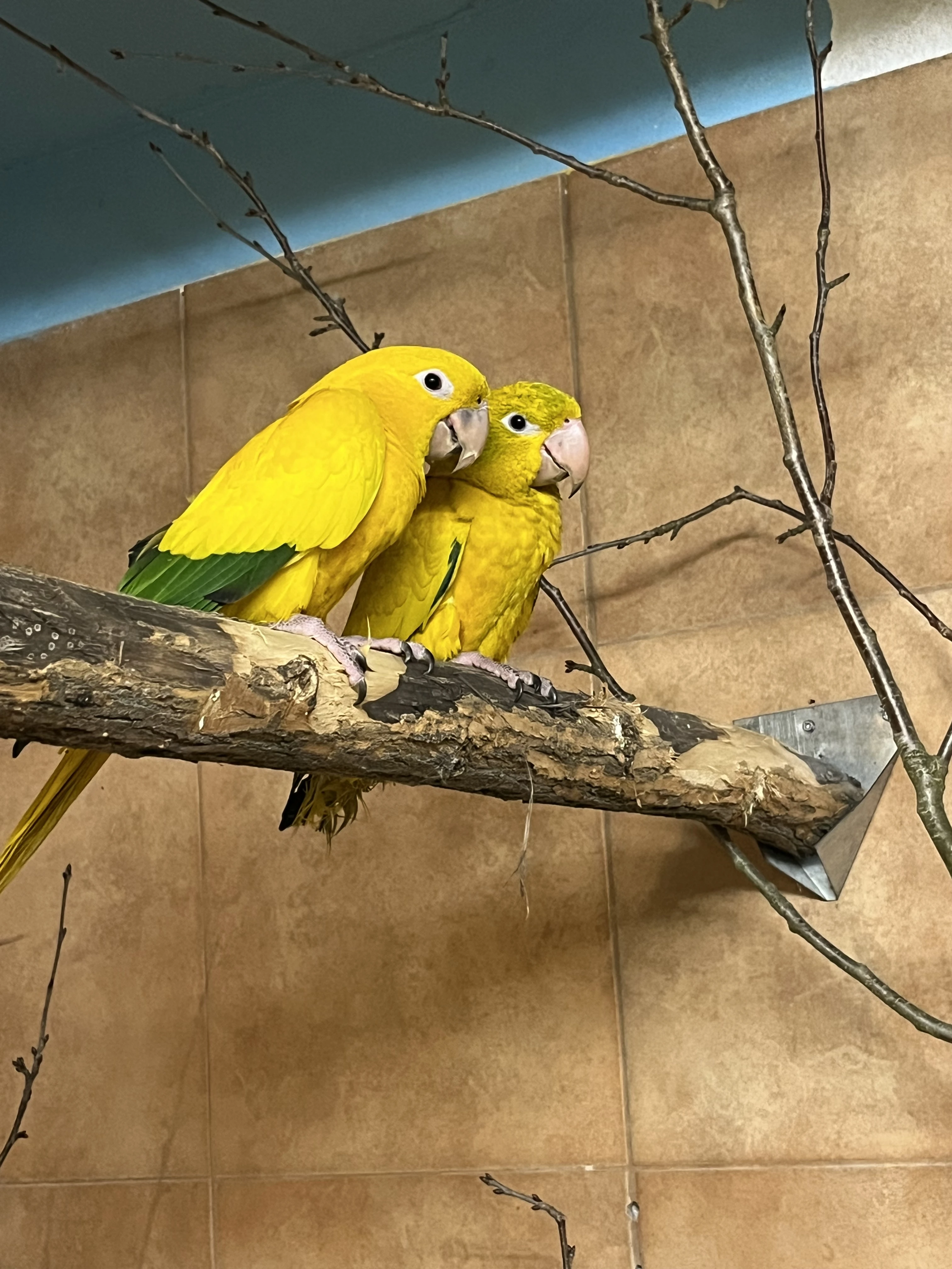 Prodám pár Guarouba guarouba