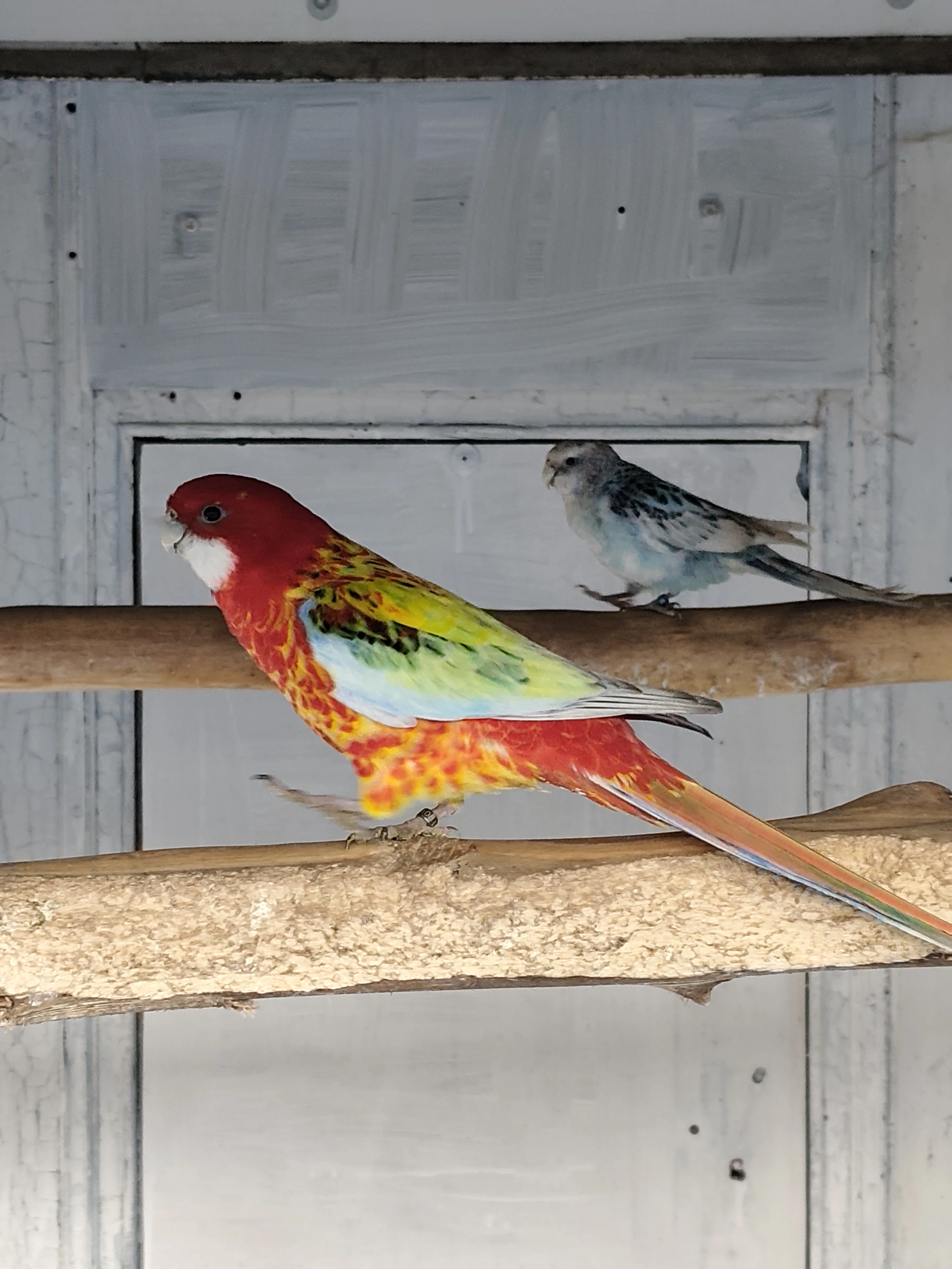 Rosela pestrá modrá straka