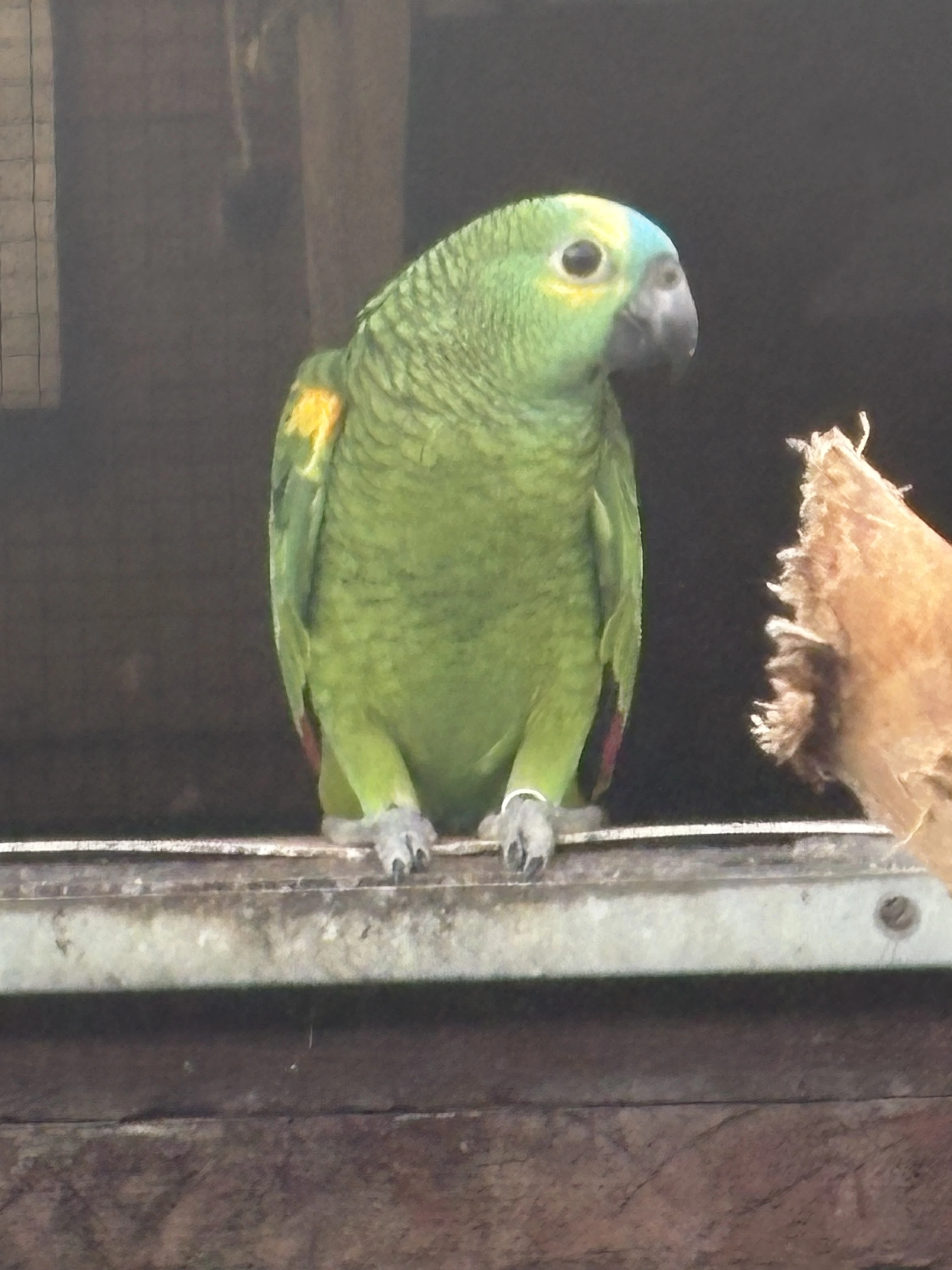 Amazoňan modročelý