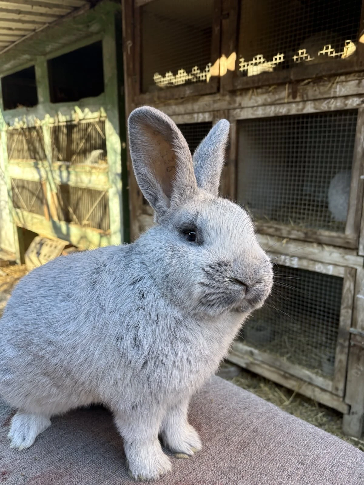 Velký světlý stříbřitý