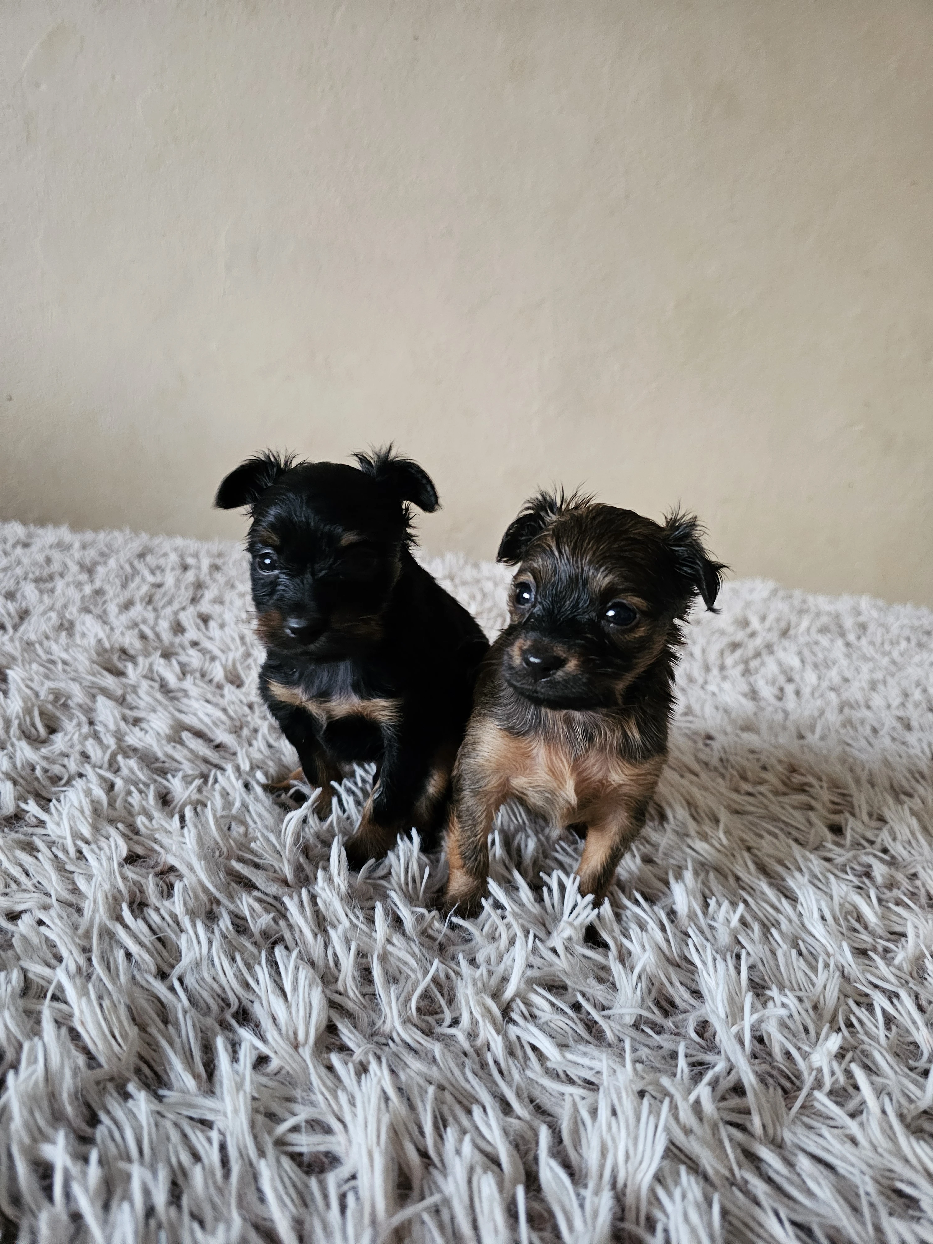 Ruský toy s PP v FCI