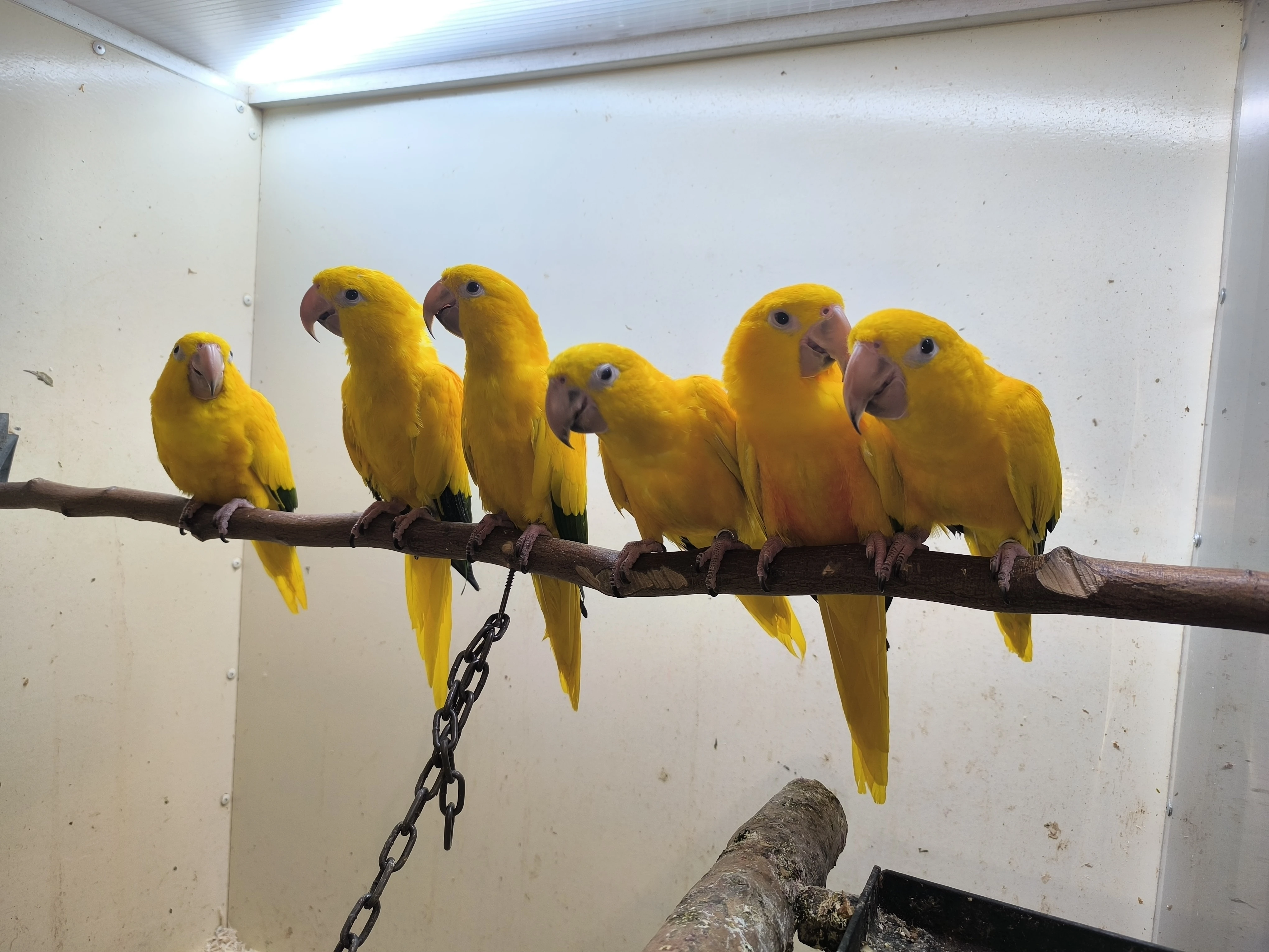 Guaruba,guarouba, ararajuba, golden conure.