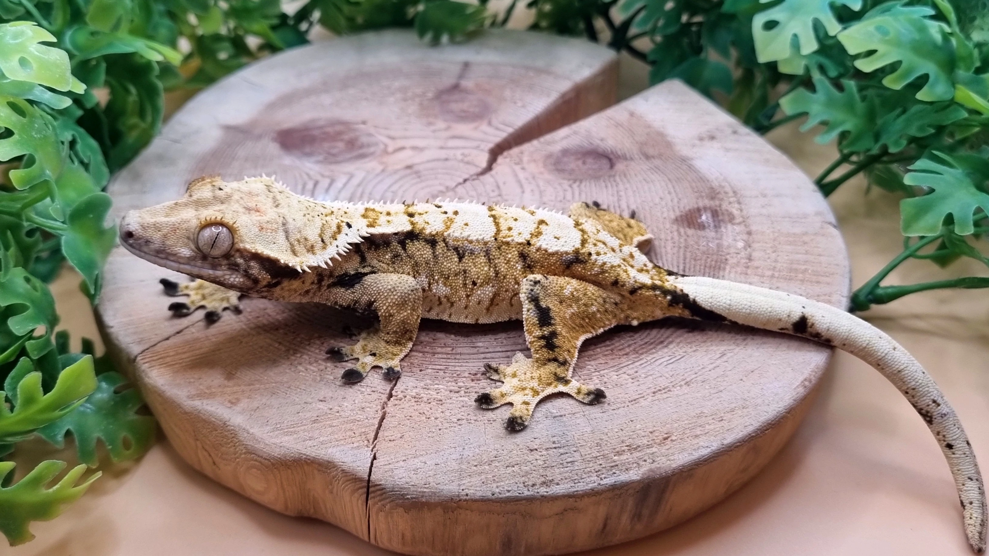 Samice Extreme harlequin 43g