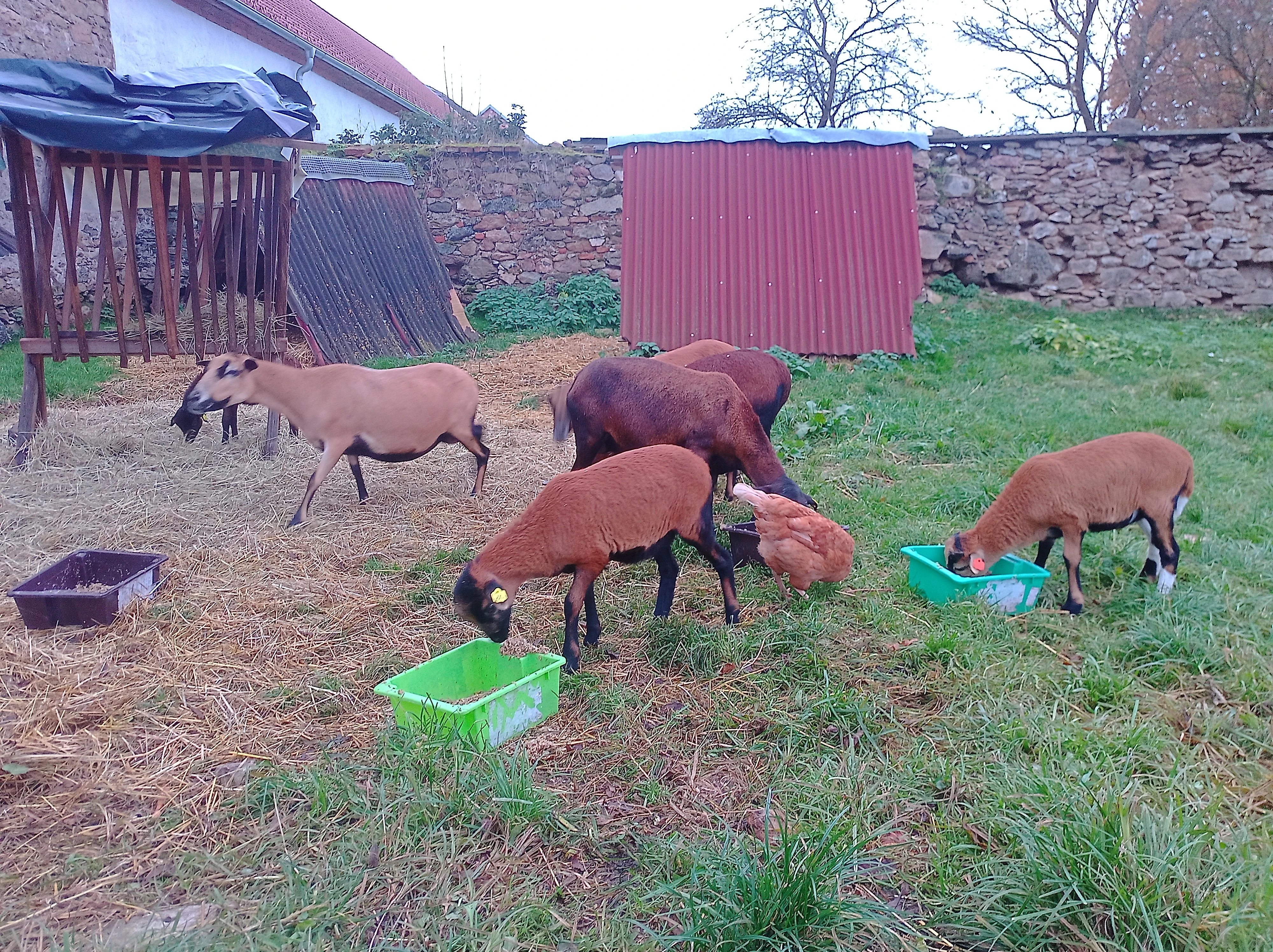 Čistokrevného beránka a jehničku ovce kamerunské