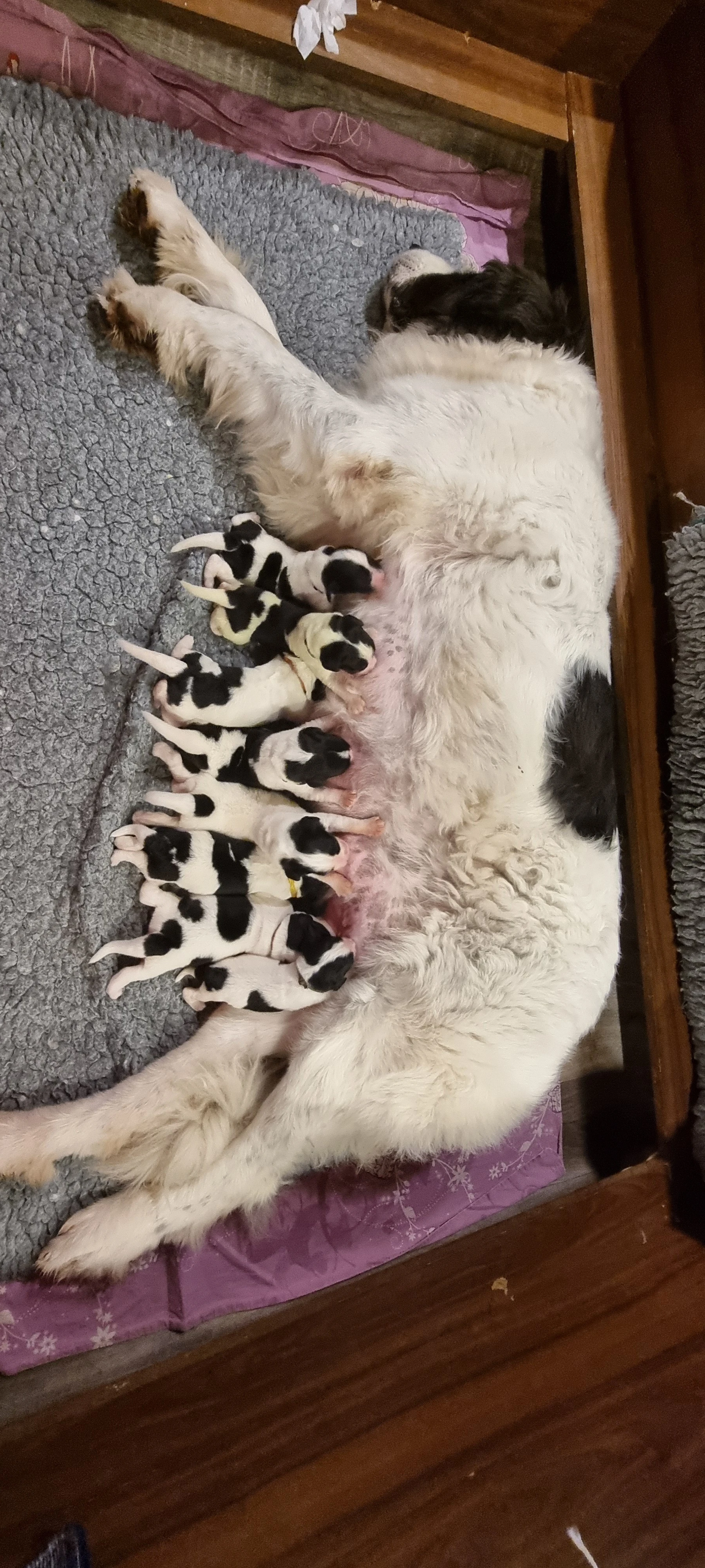 Prodám štěňátko plemene landseer s PP