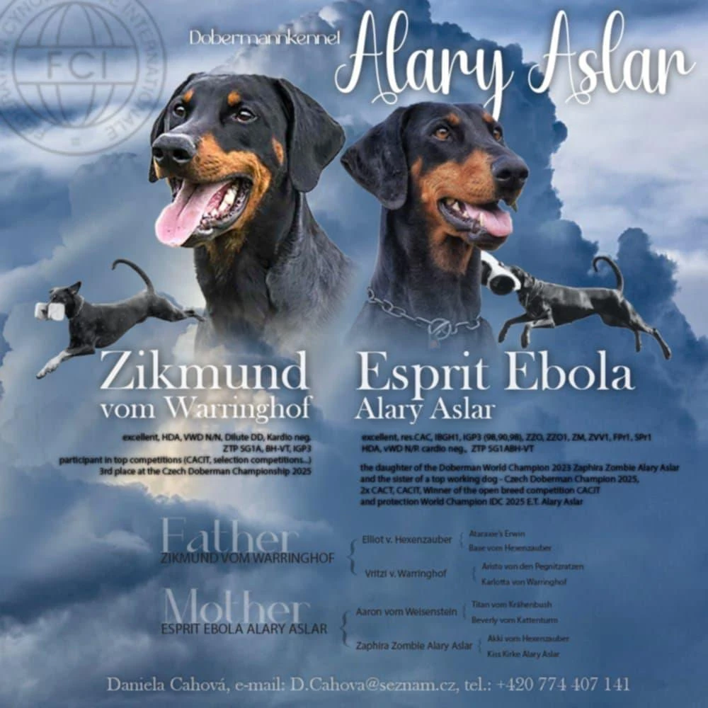 Dobrman - štěňata s PP