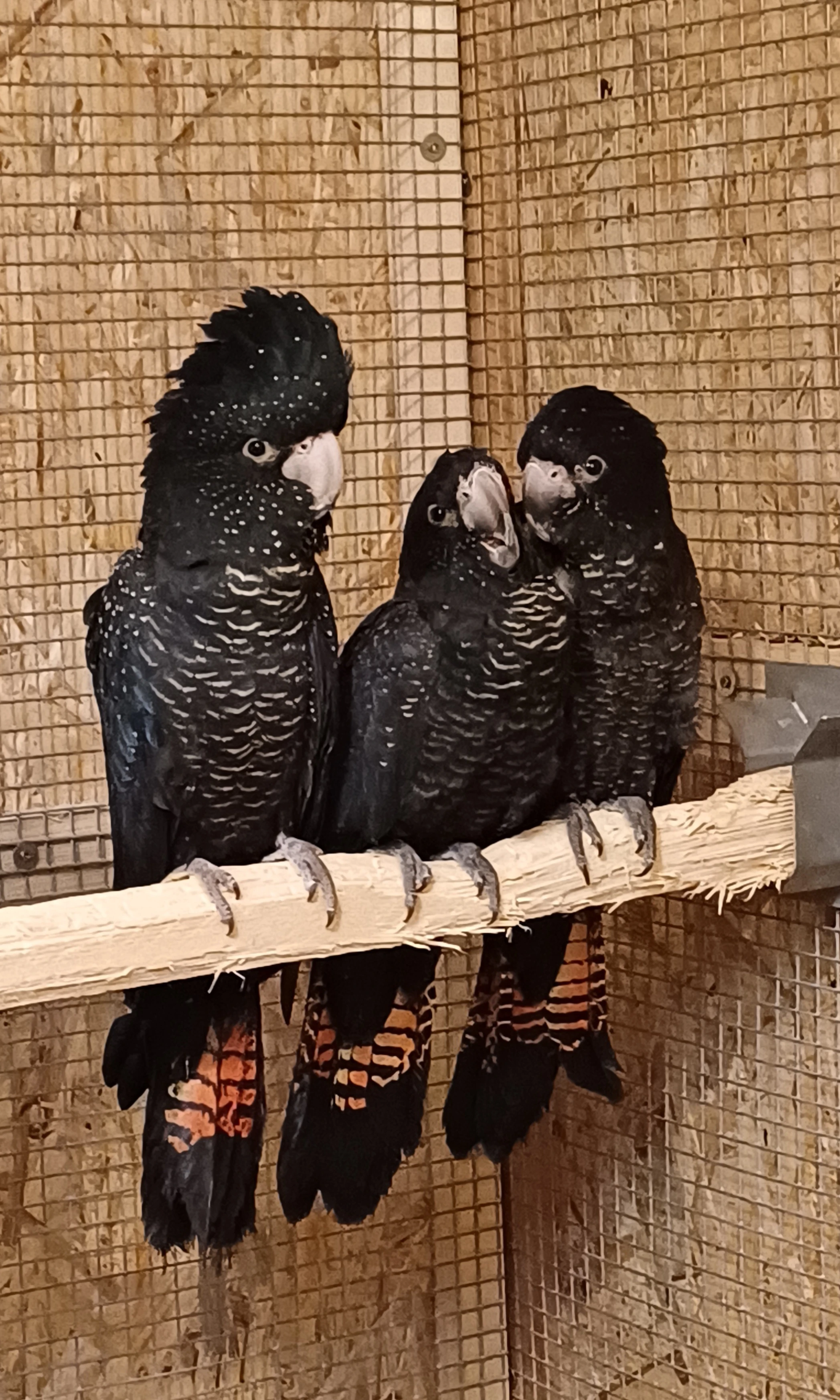 Calyptorhynchus Banksii