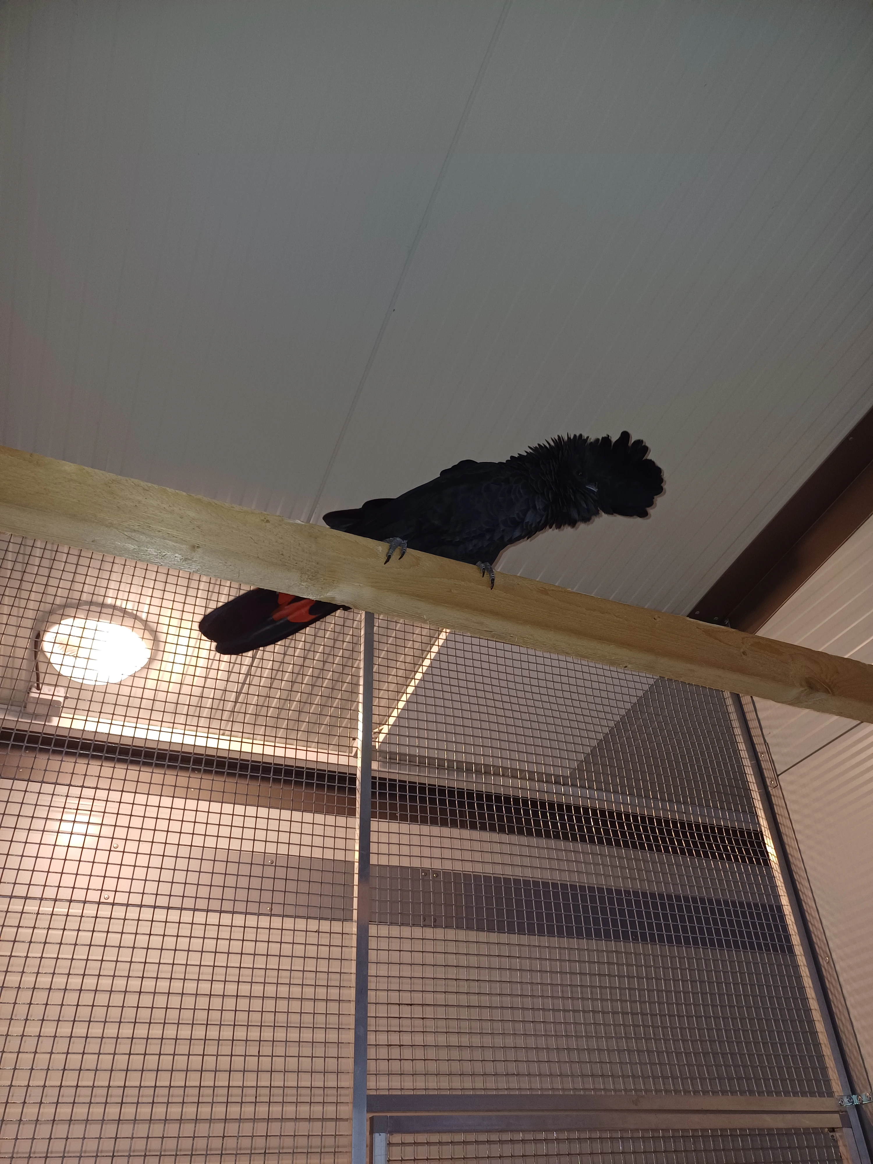 Calyptorhynchus Banksii