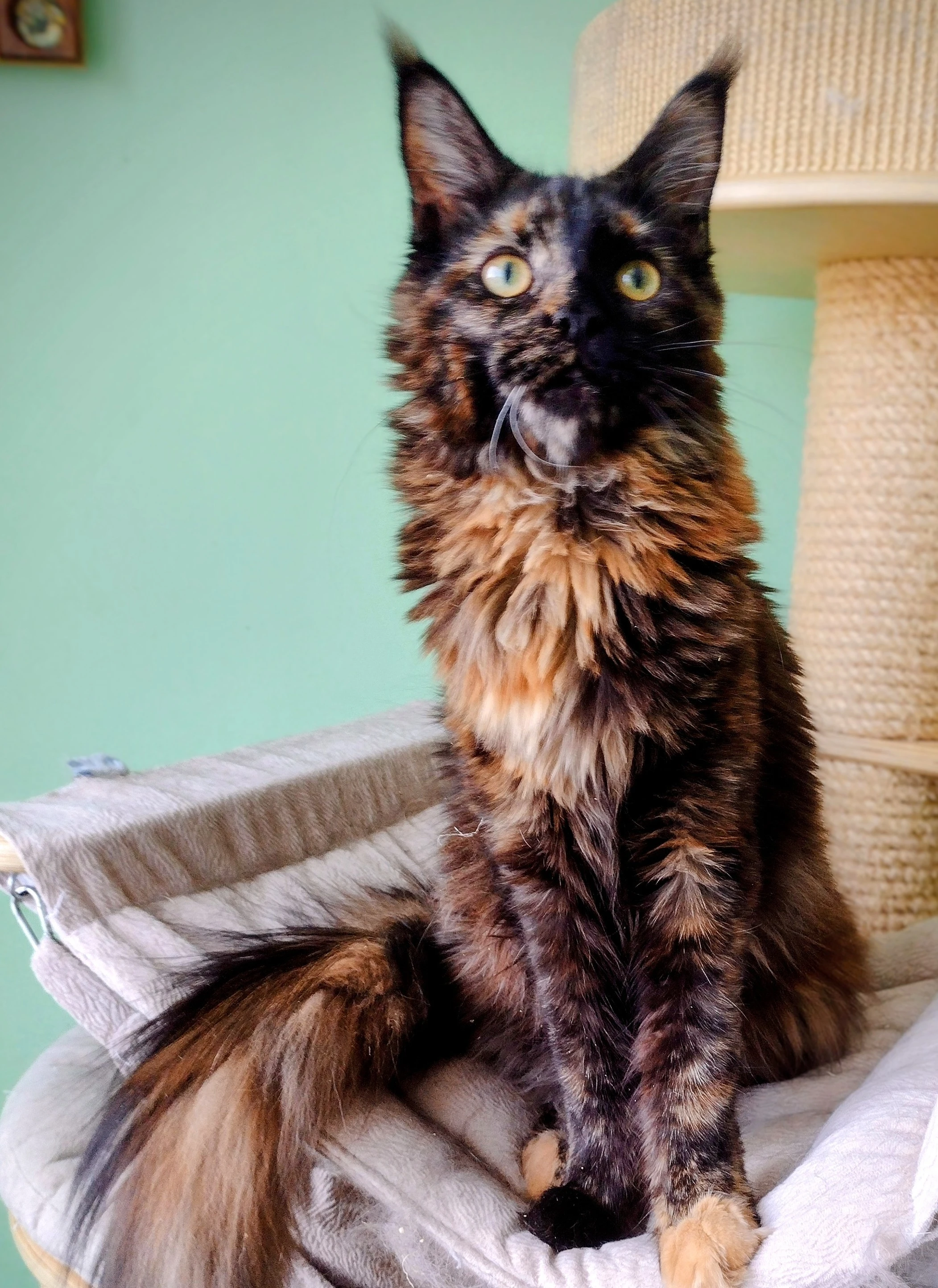 Prodám mainskou mývalí kočičku s PP