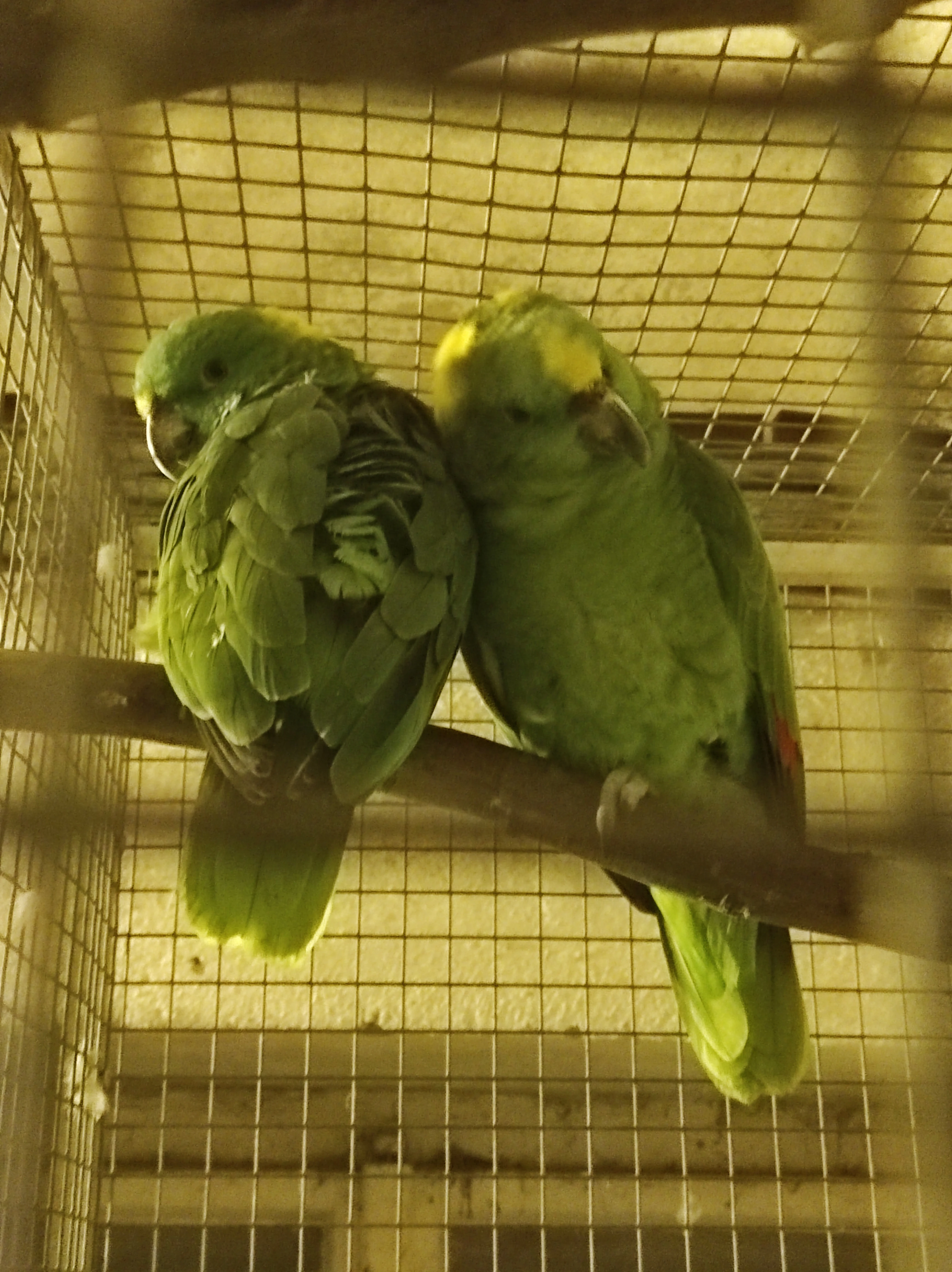 Amazoňan žlutokrky