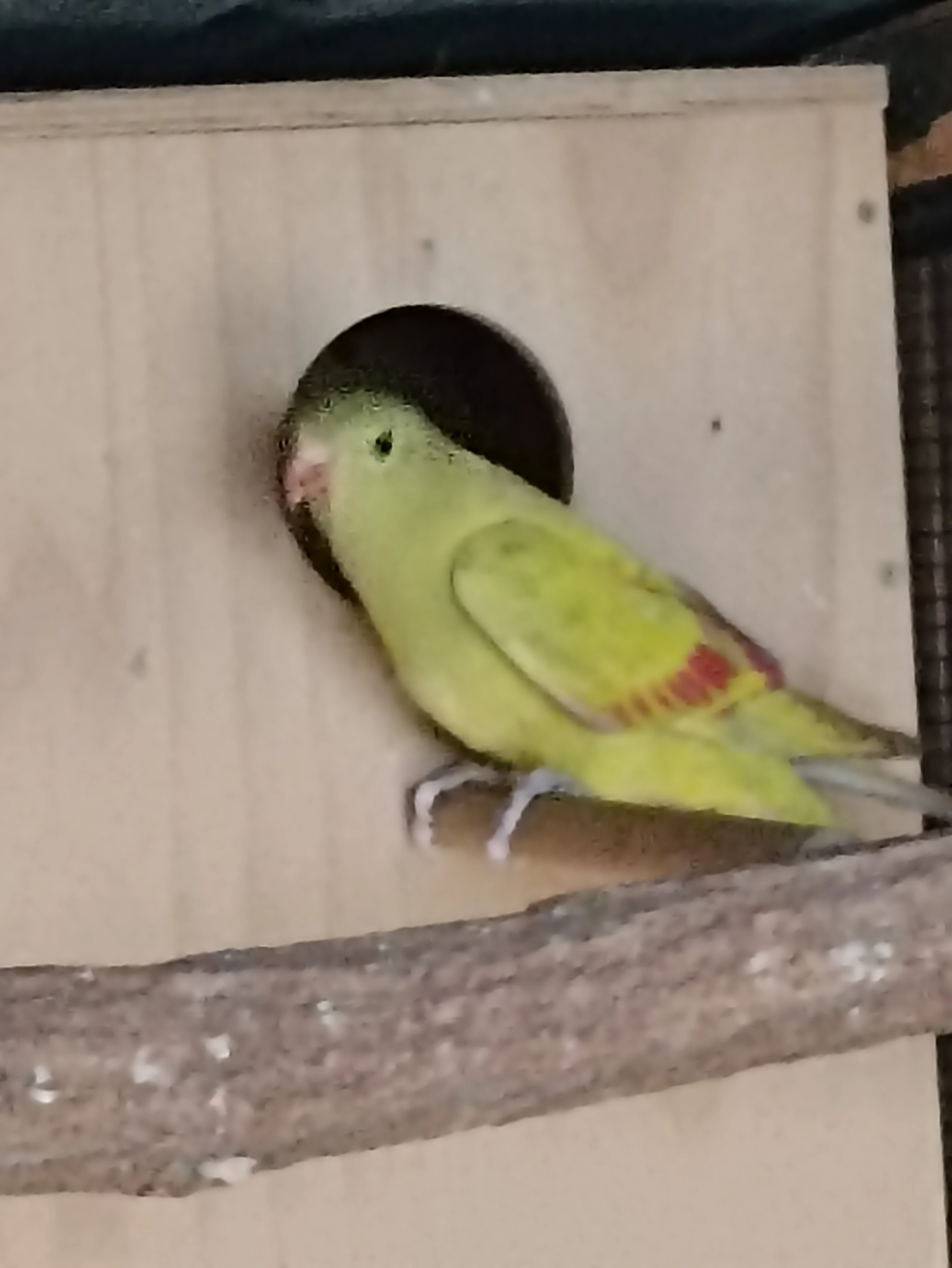 Papoušek horský lemovaný