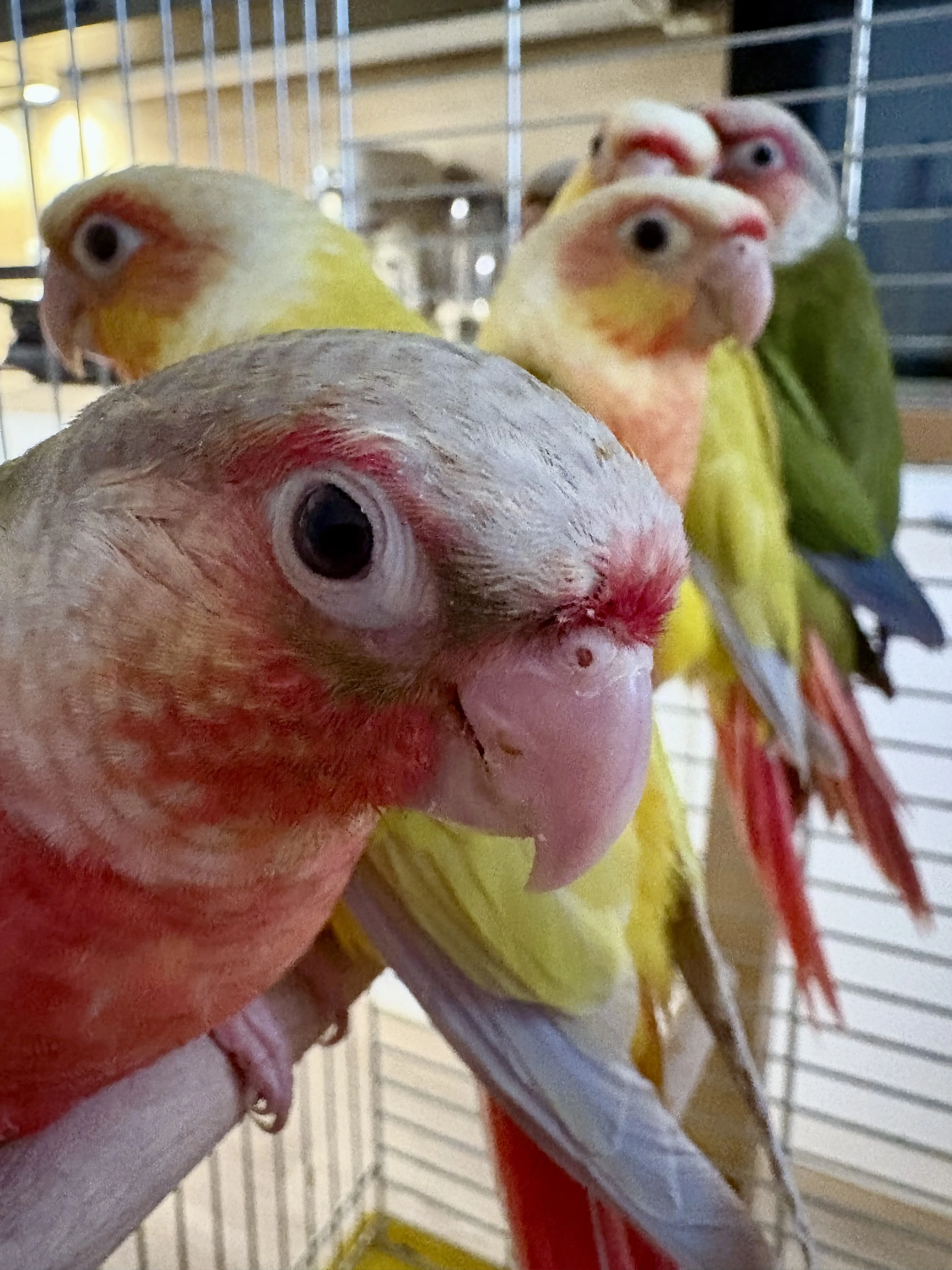 Pyrury ručně dokrmené