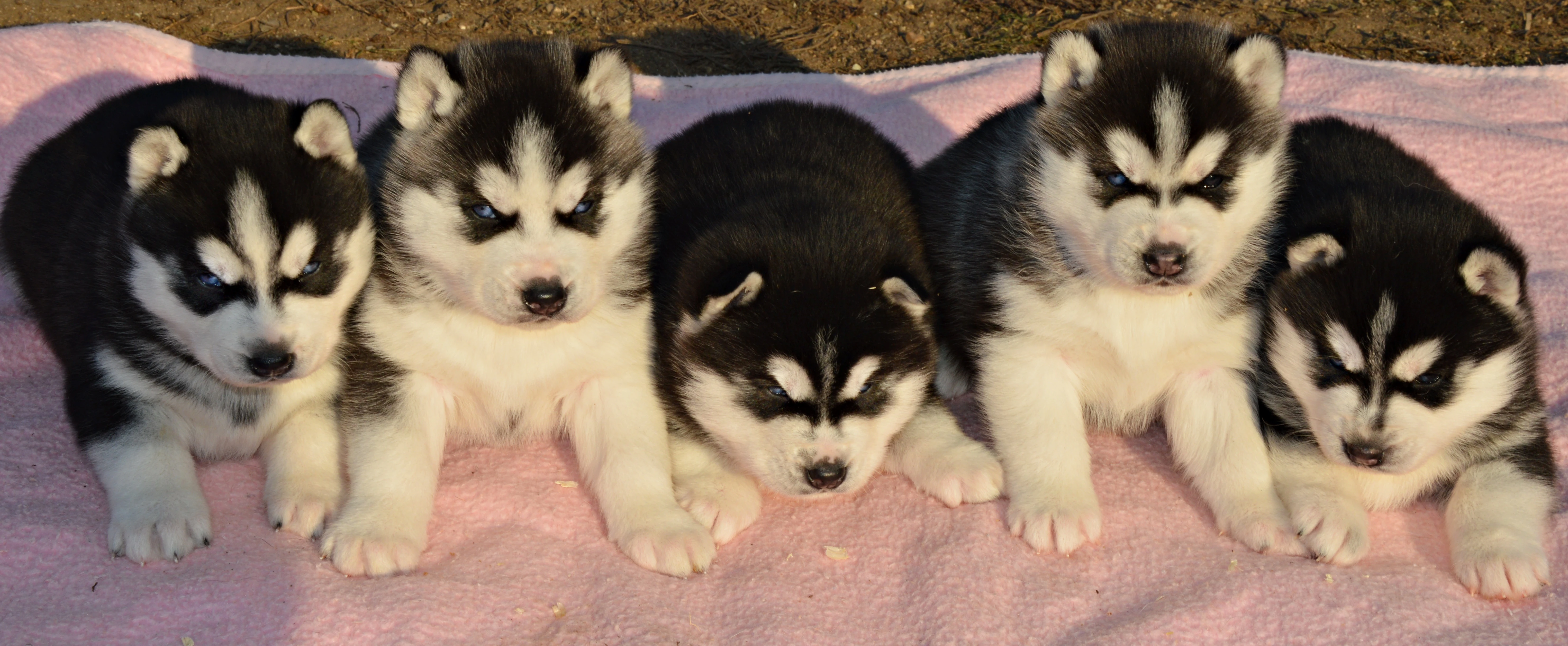 Sibiřský husky s PP -Štěňátka