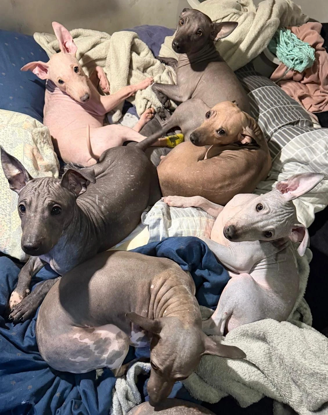 3,5 -měsíční Americký bezsrstý teriér : bílý, černý, modrý