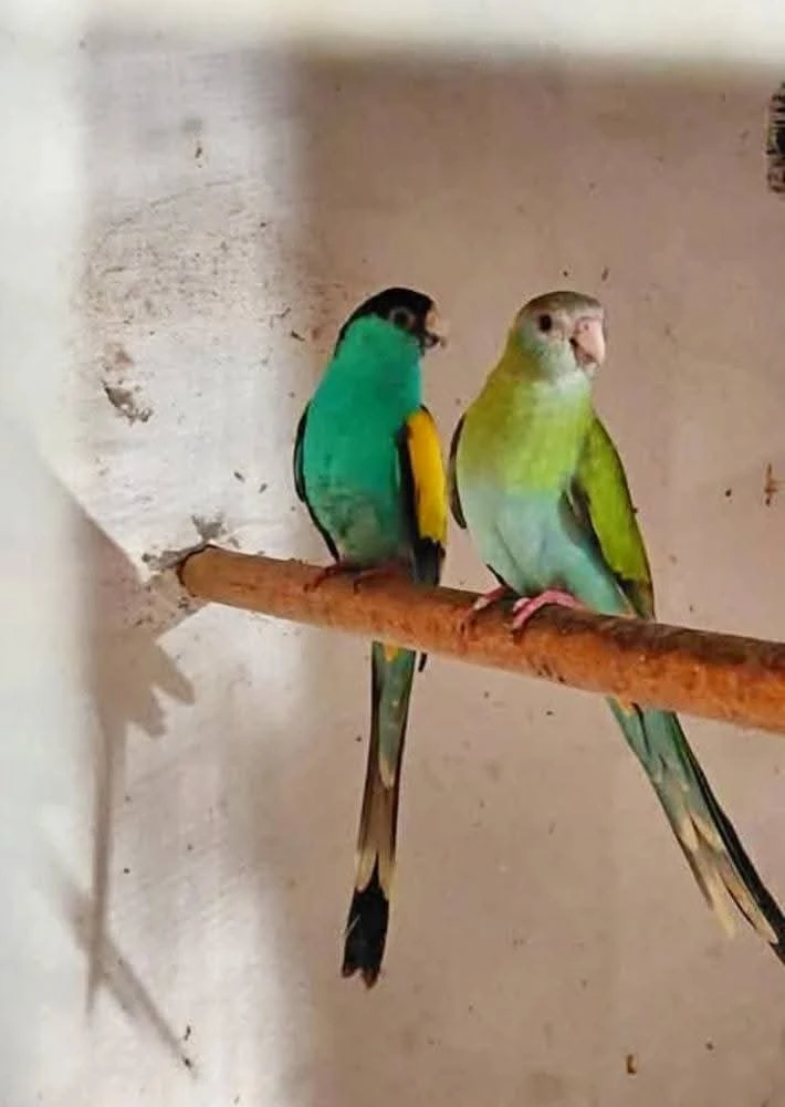 Papoušek žlutoramenný