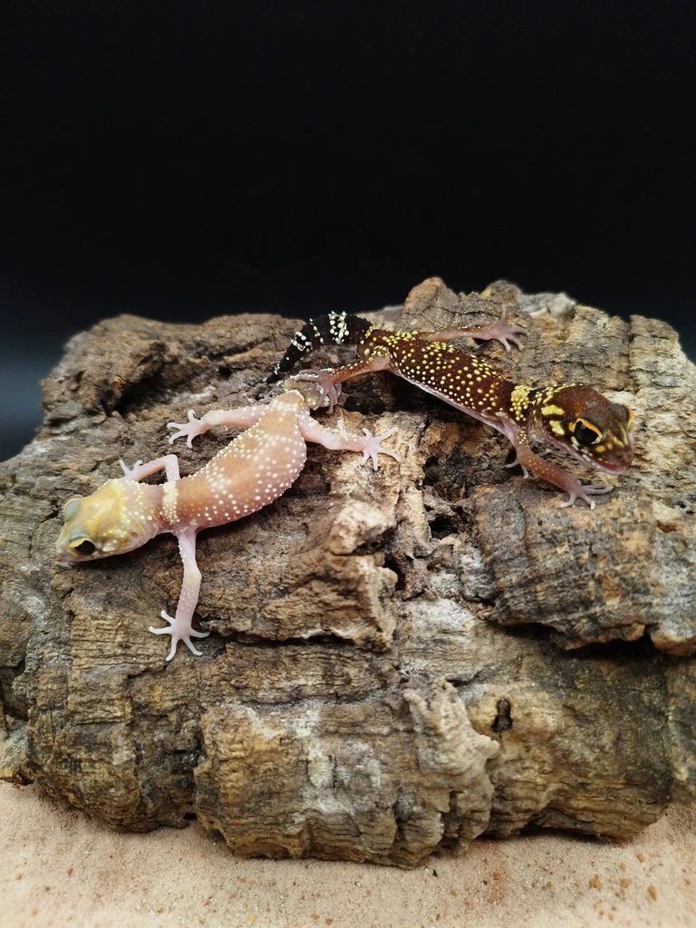 Prodej pagekonů Underwoodisaurus milii