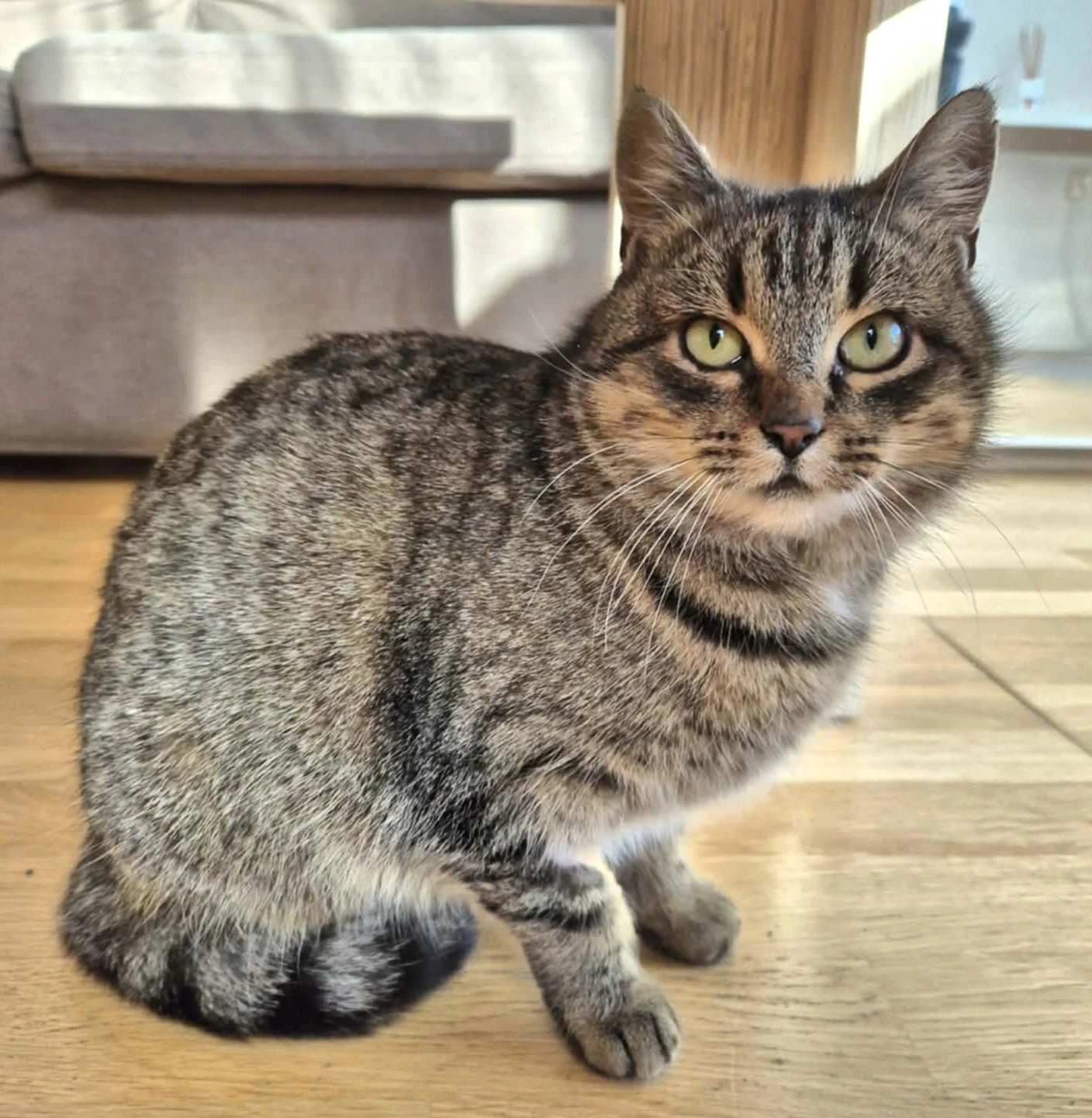 Kočička Meda hledá nový domov