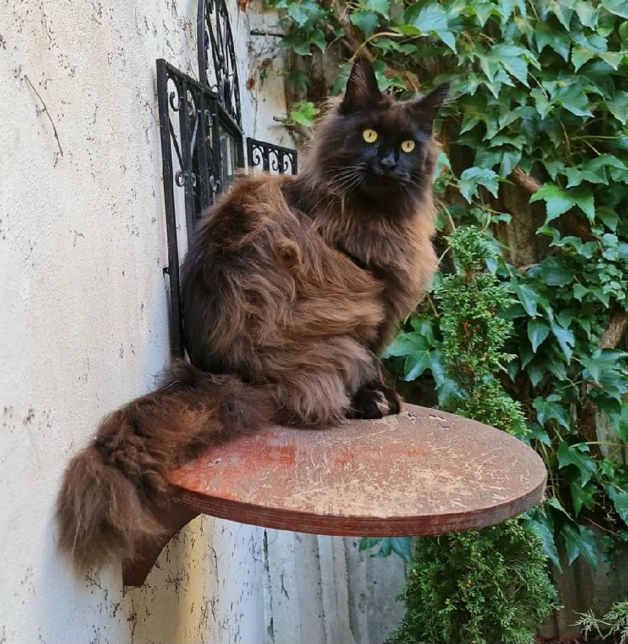 Yamira - Mainská mývalí kočka s PP