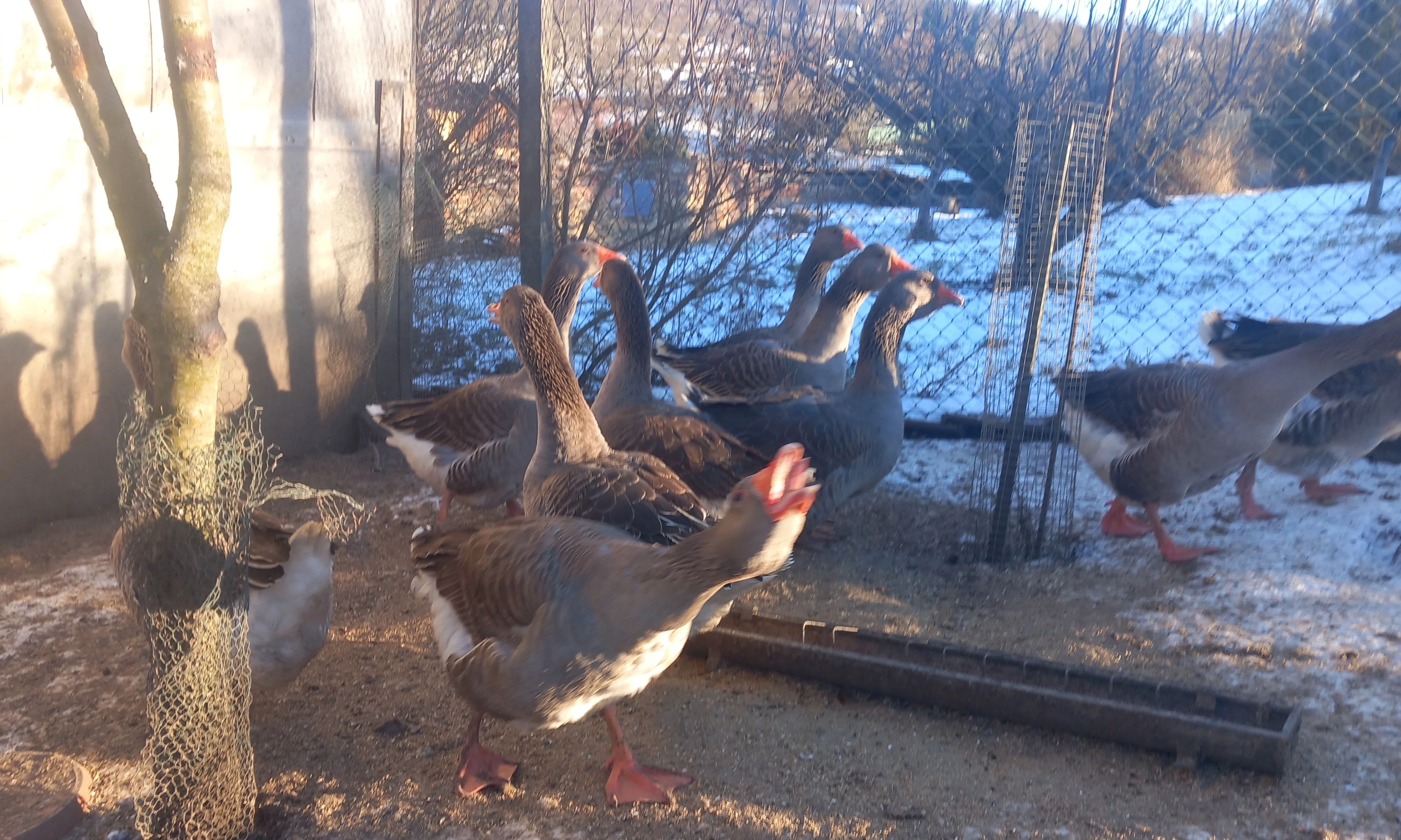 Chovné hejno Landéských hus šedých